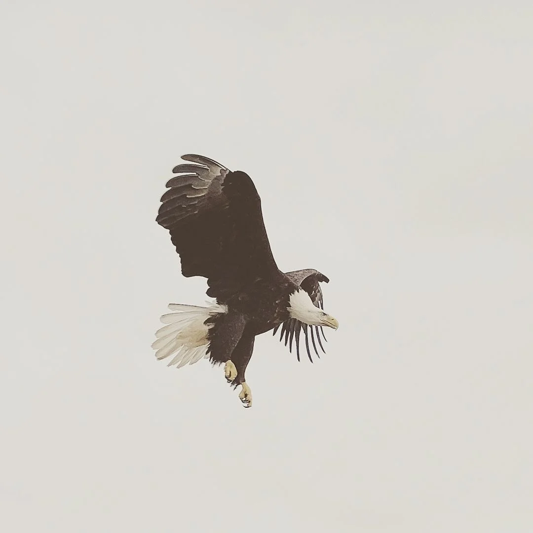 A8D36896-7A2F-4B03-AA26-772BEF0C03E0.jpg