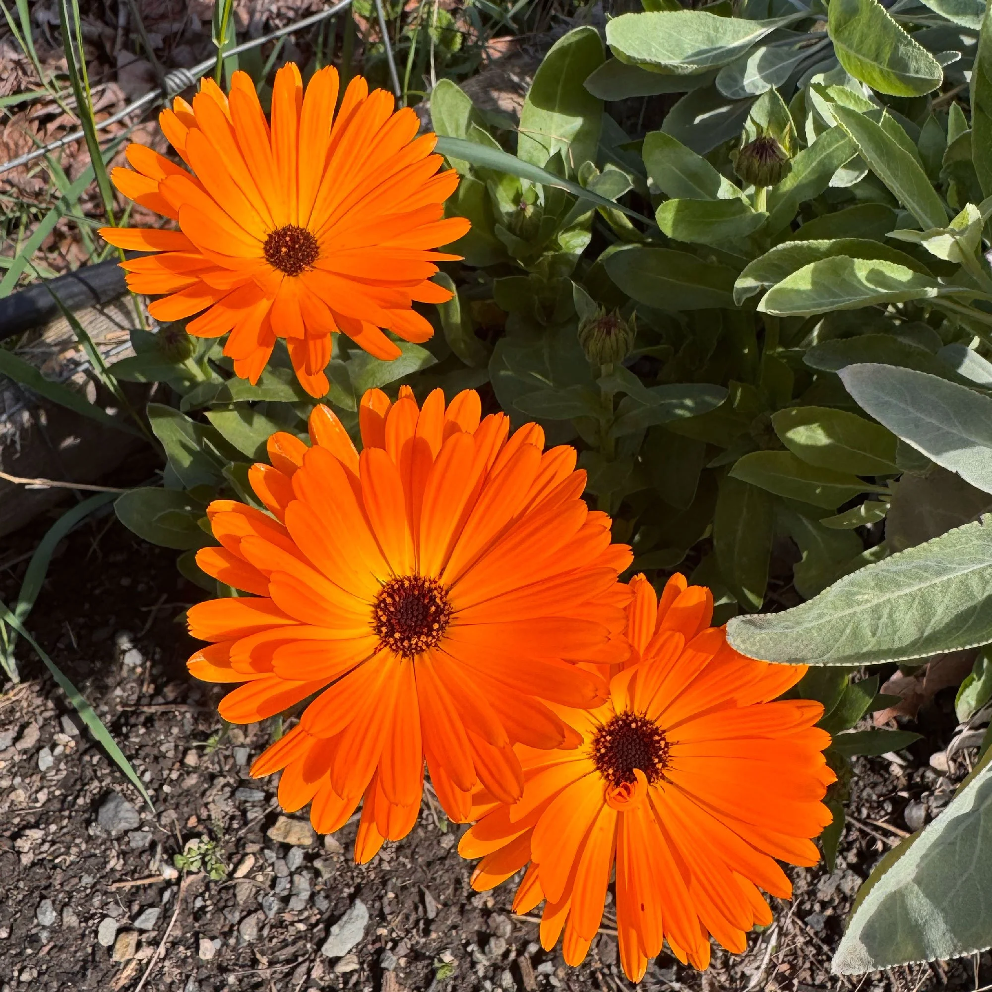 Calendula: A Radiant Healer for Garden, Skin &amp; Spirit
