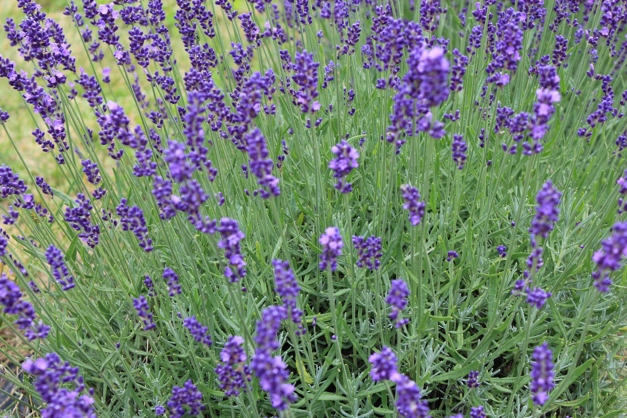 Unlocking the Power of Spring: Aromatherapy Allies for the Season ...