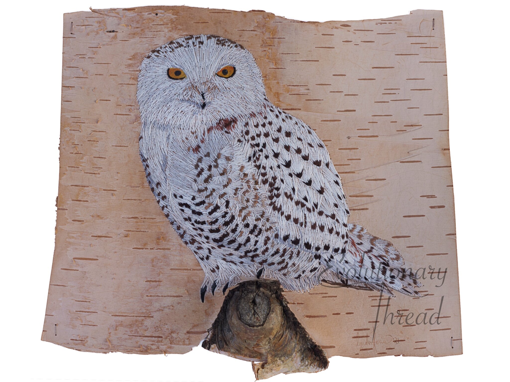 A Glimpse of Amber - Snowy Owl - Fine Art Print