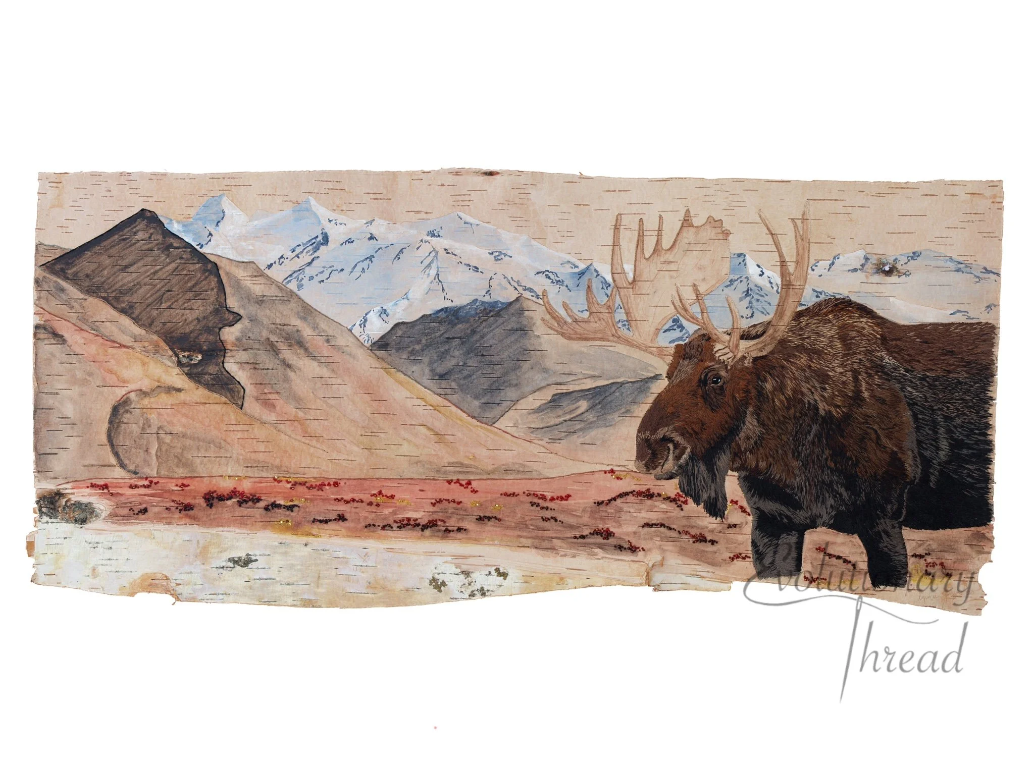 Alces alces - Fine Art Print