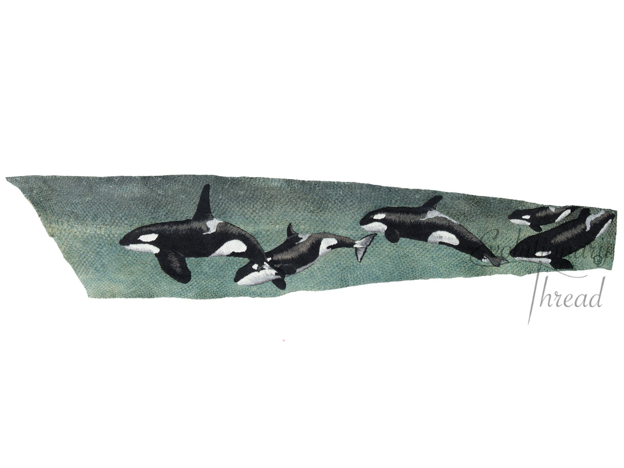 Orcinus orca - Fine Art Print