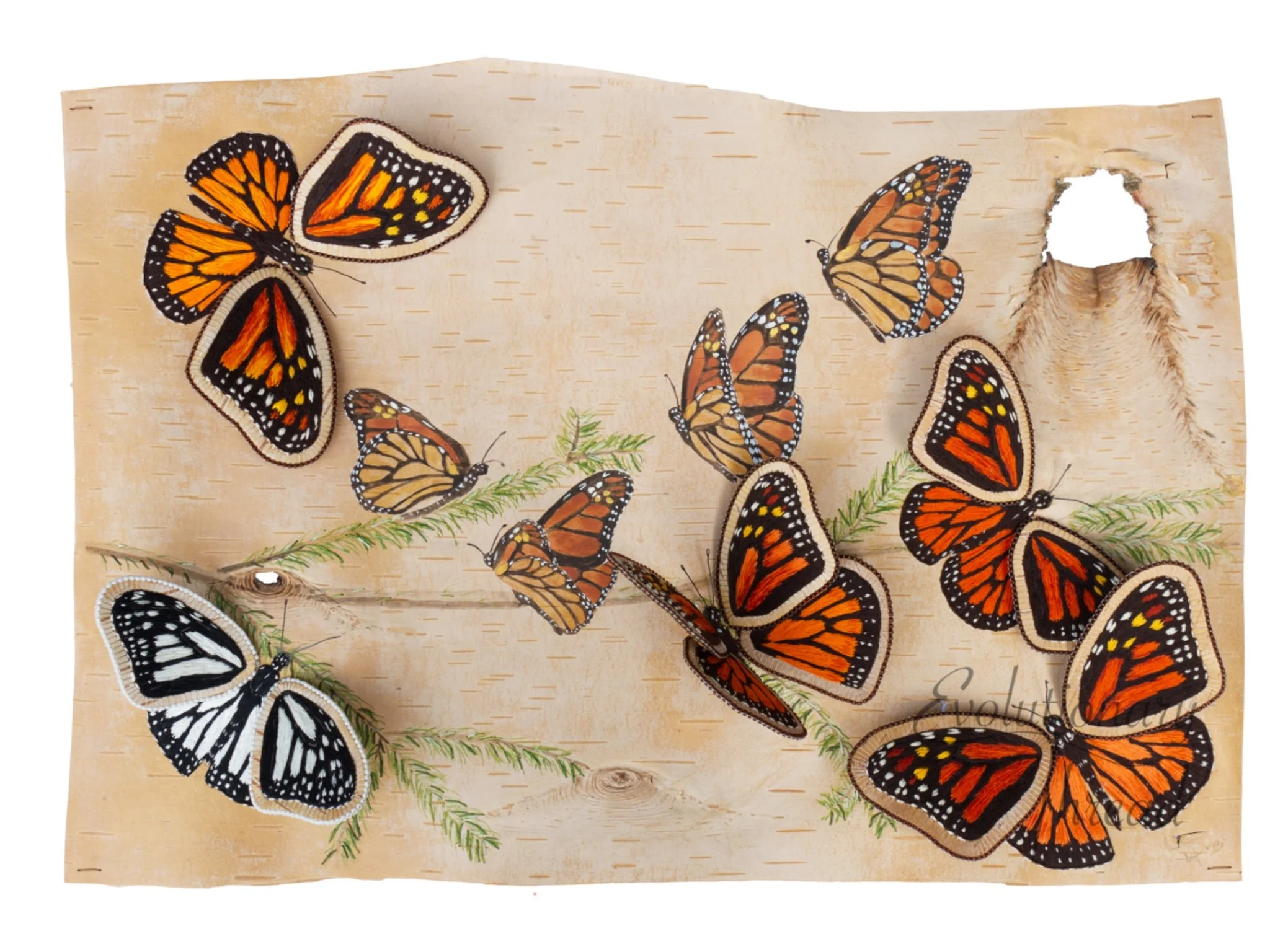 Danaus plexippus - Fine Art Print
