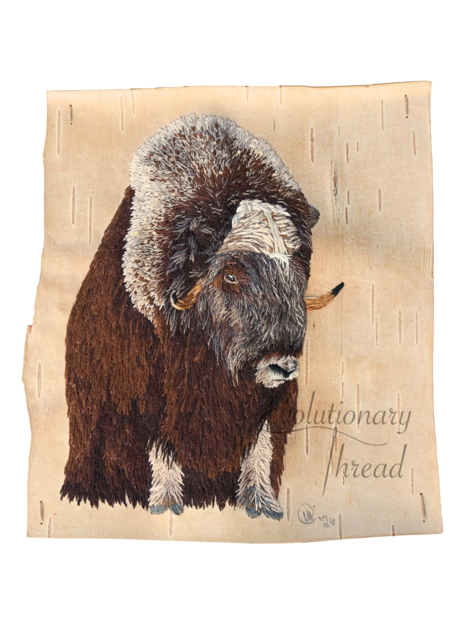 Mâthi-môs - Muskox - Fine Art Print