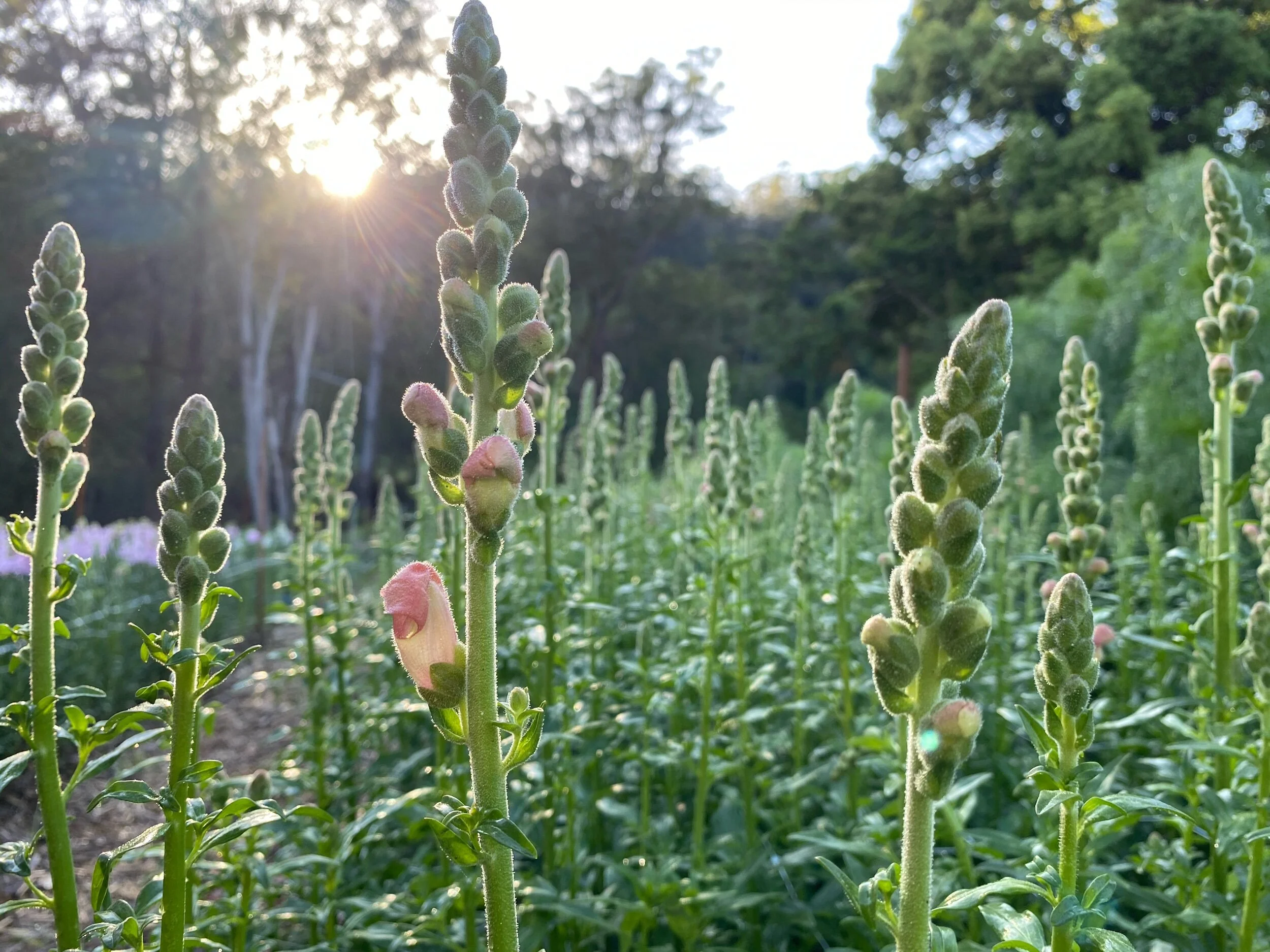 Grow snapdragons Flower farm florist