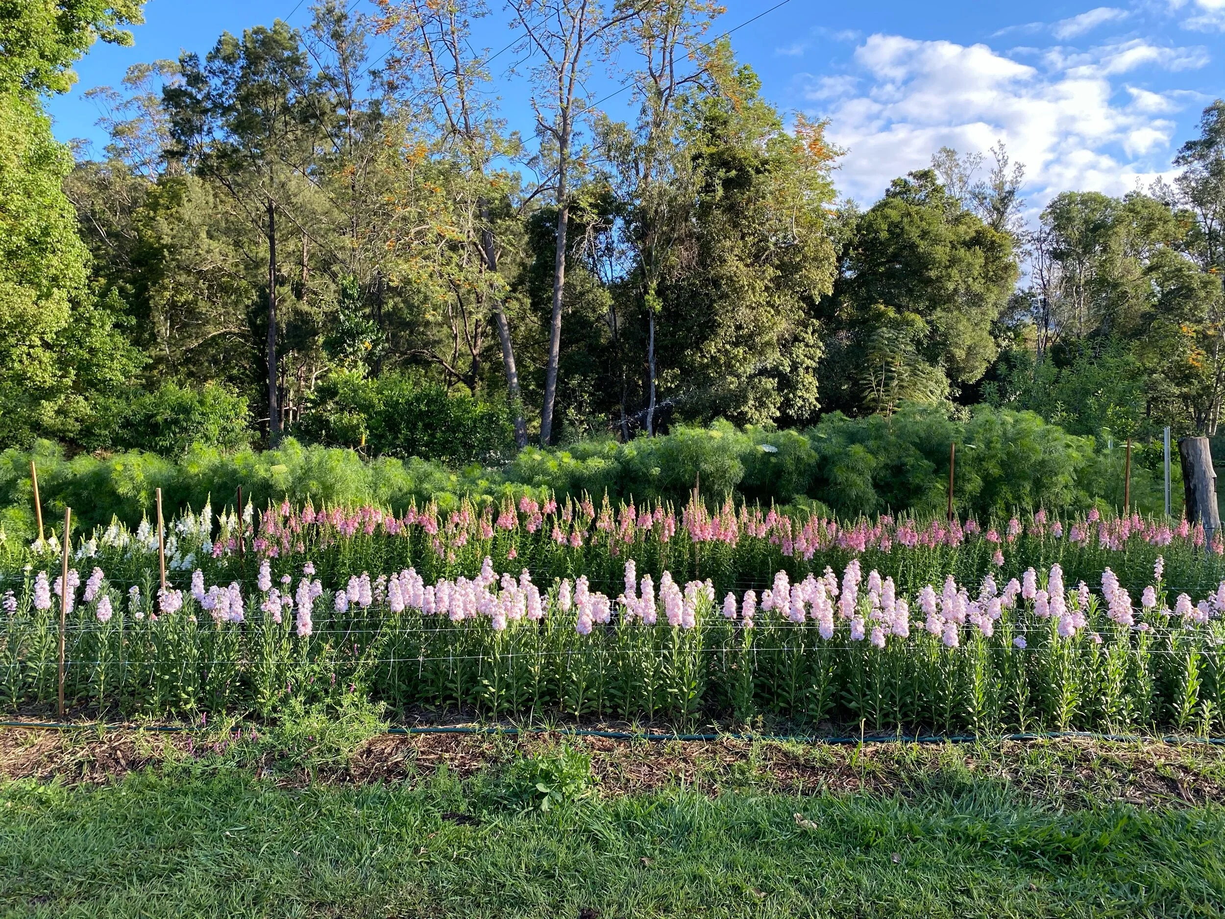 Flower Farm The Love Garden