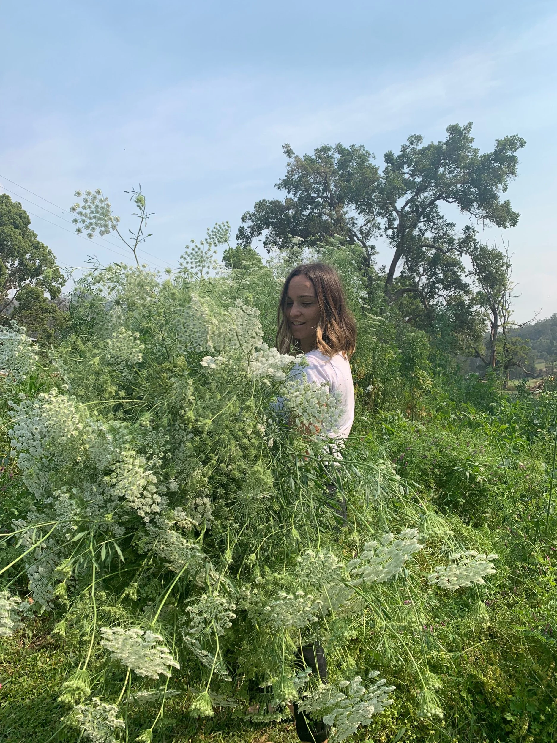 Flower farm grow queen annes lace