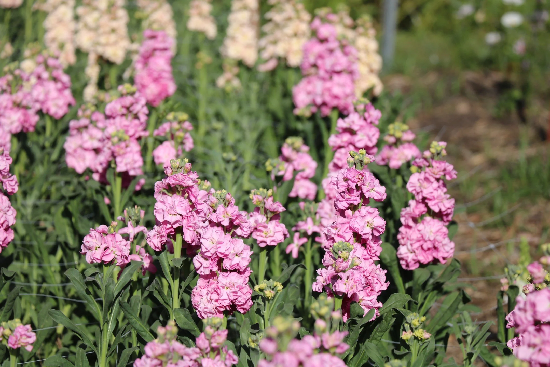 Flowers Grow stock