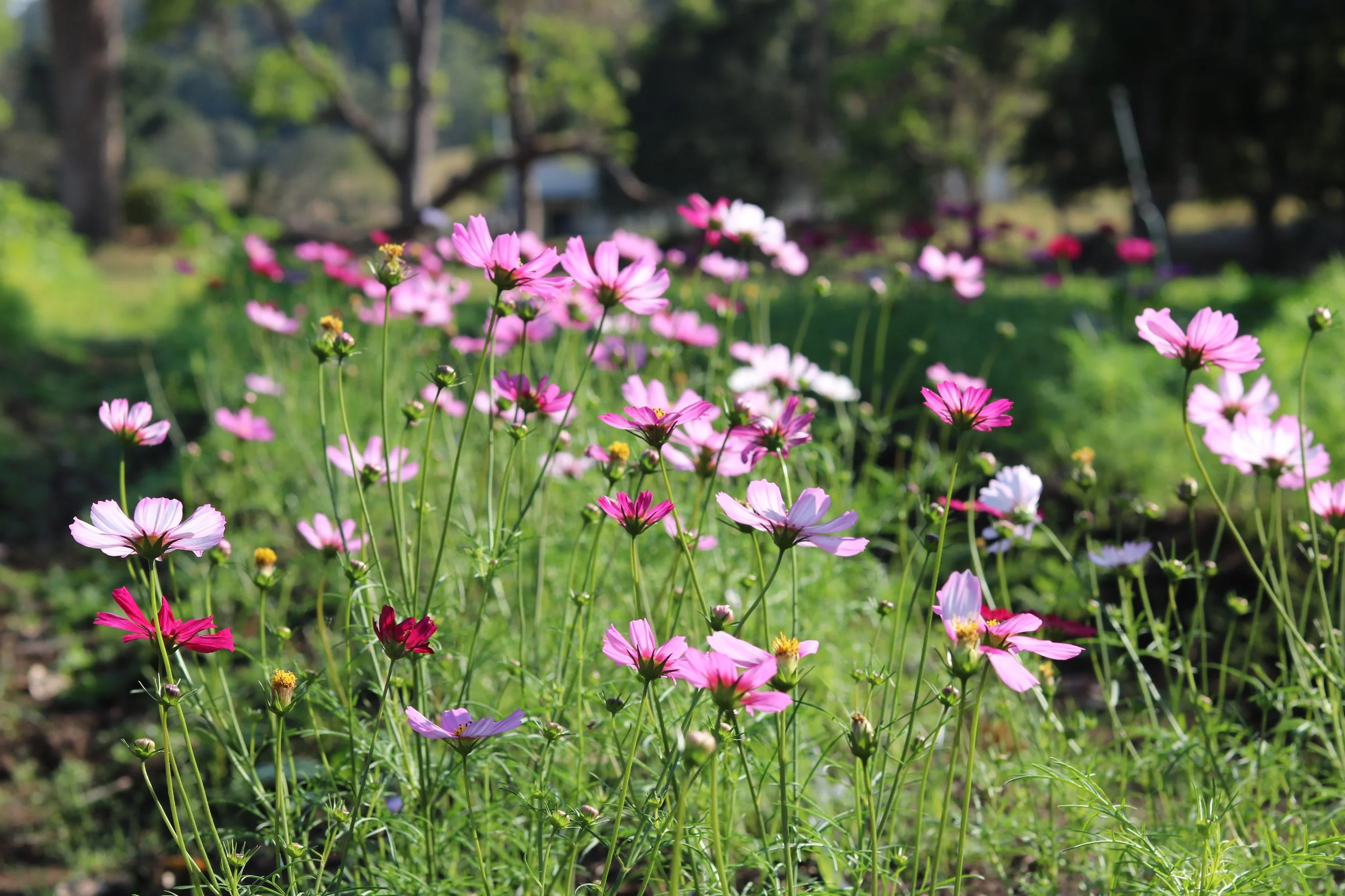 Cosmos The Love Garden
