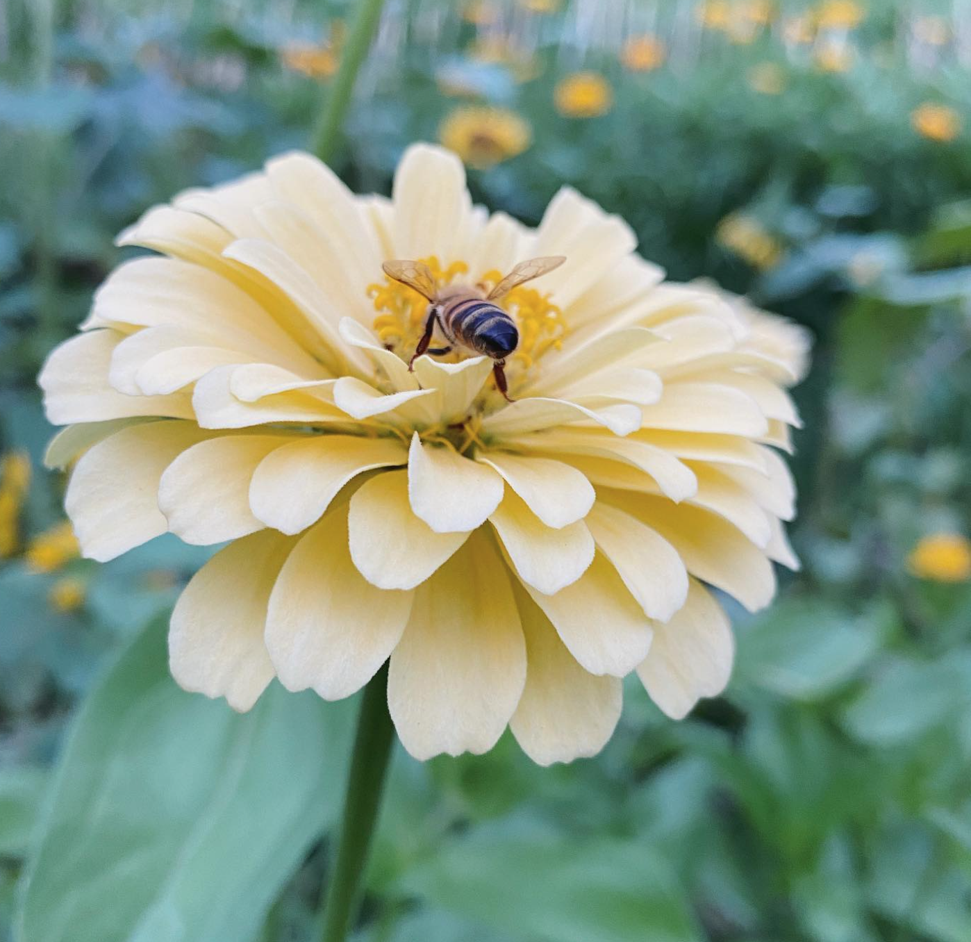 Pick flowers Gold cost flower farm
