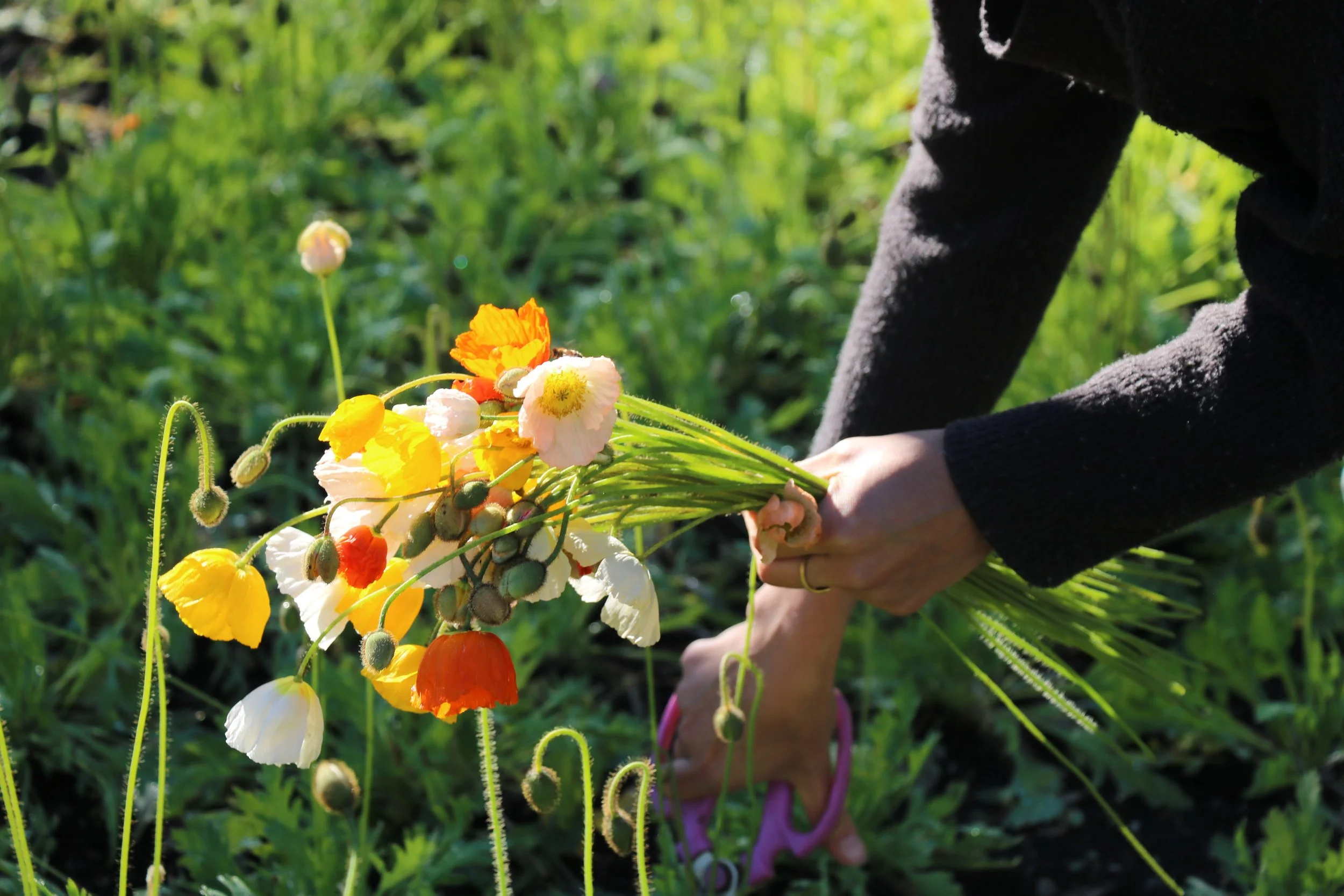 grow poppies The Love Garden