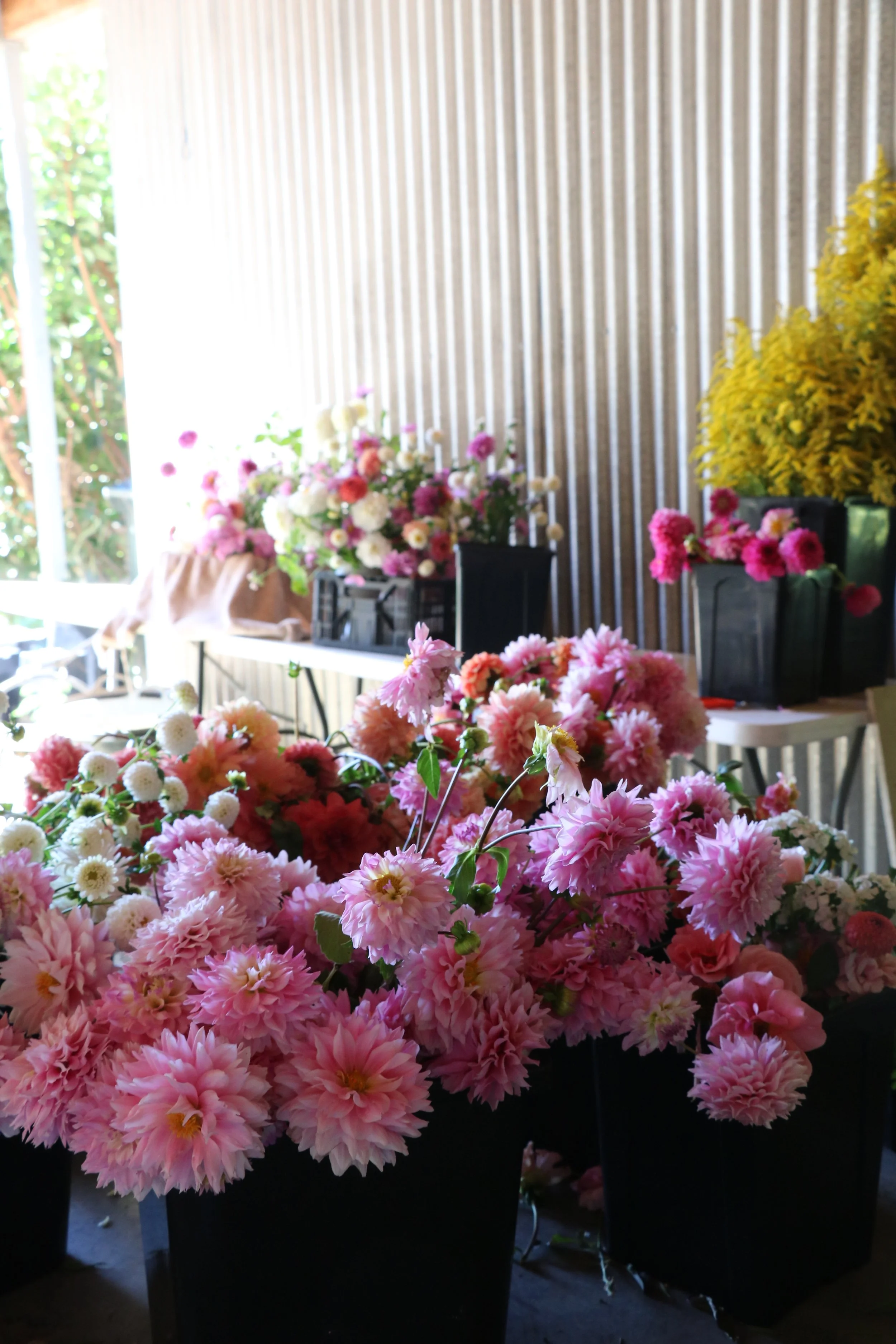 Dahlia Tuber - Mixed Lucky Dip