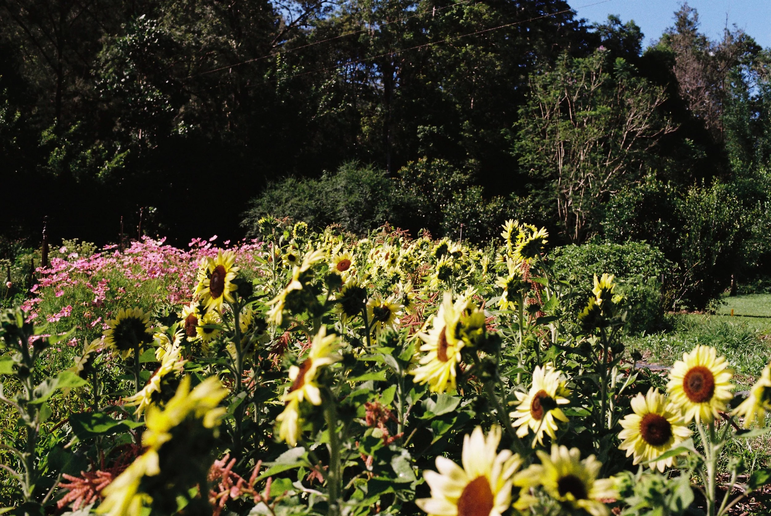 grow flowers the Love Garden