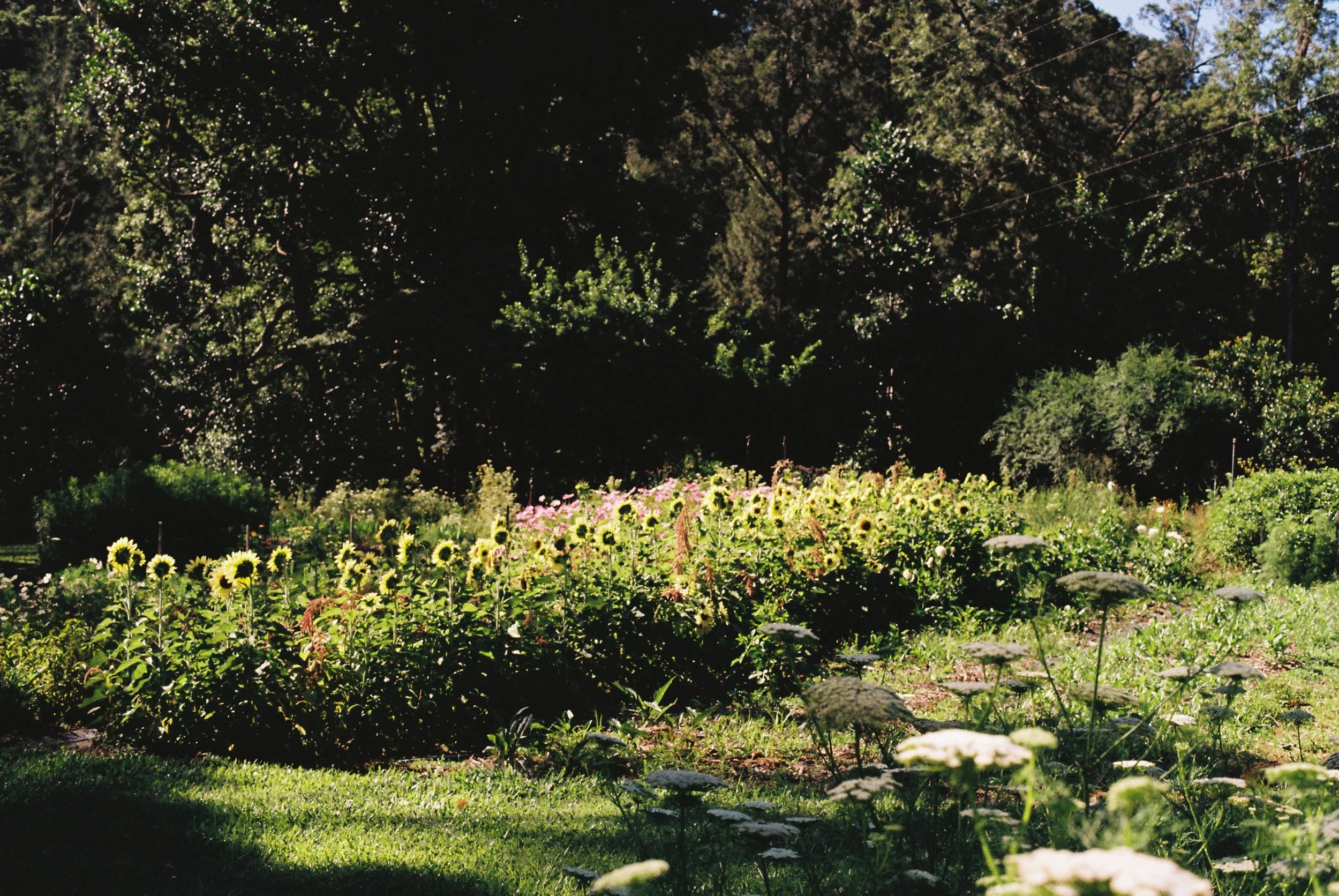 flower garden gold coast