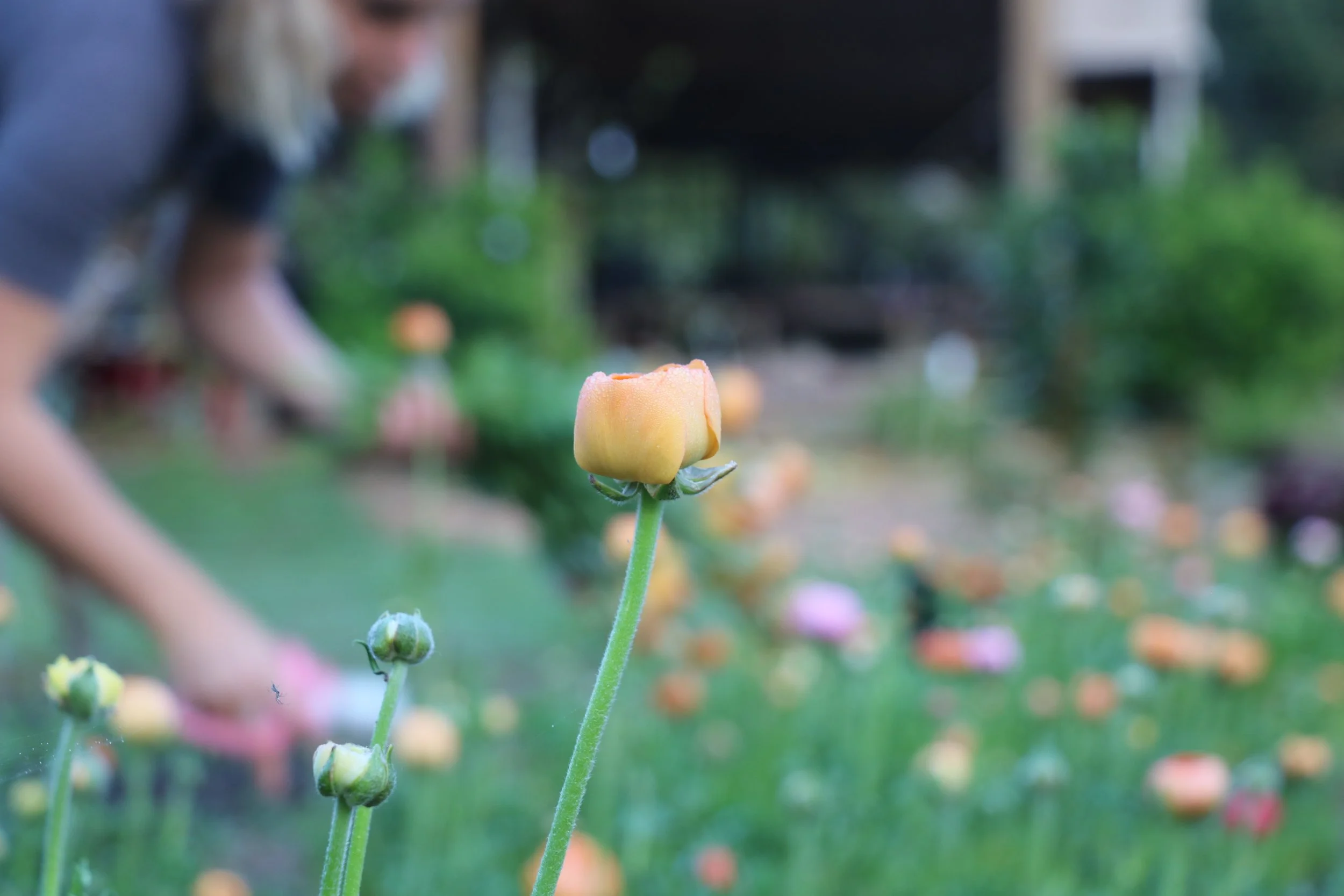 Grow and pick Ranunculus flowers