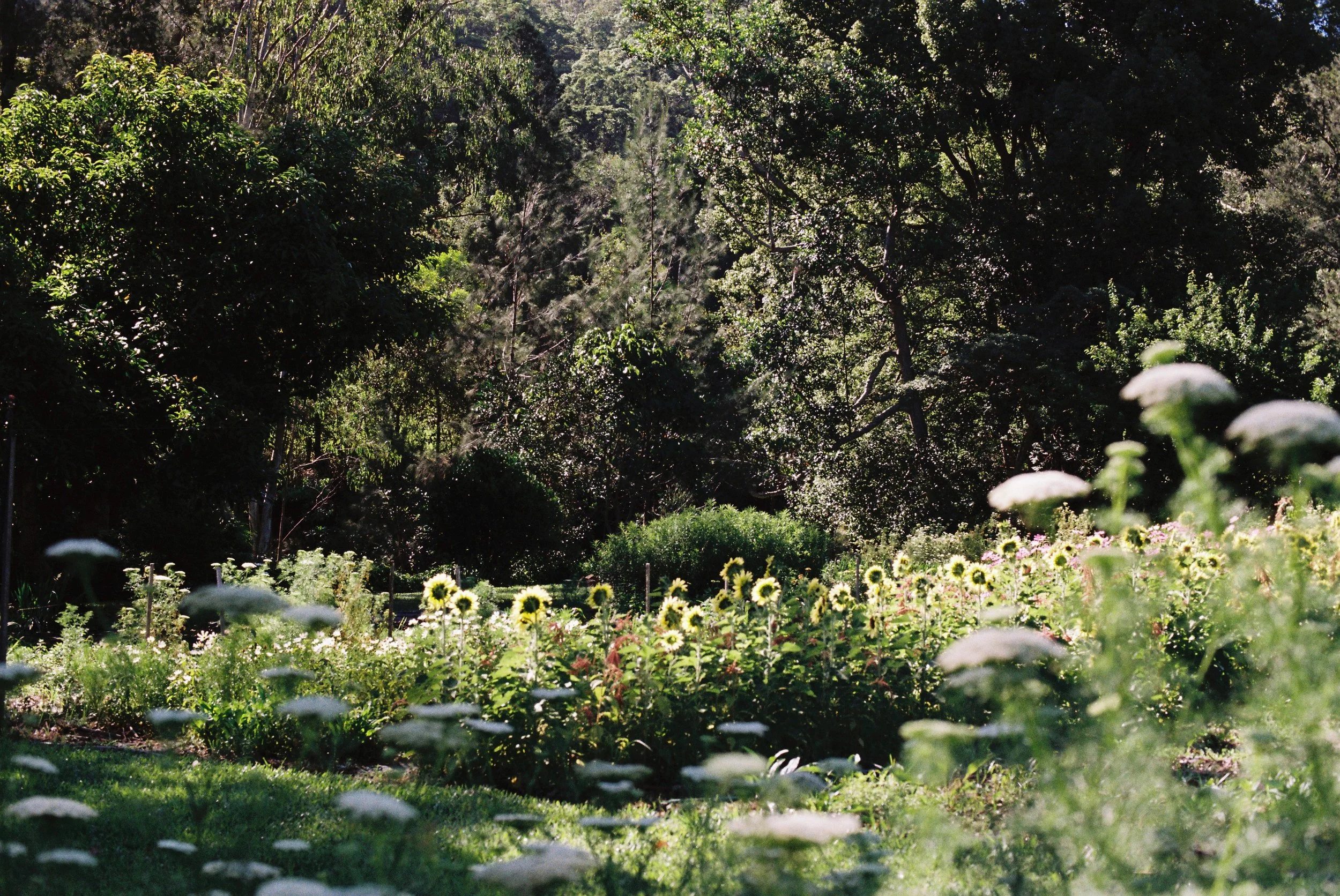 The Love Garden Flower Farm Organic Flower garden