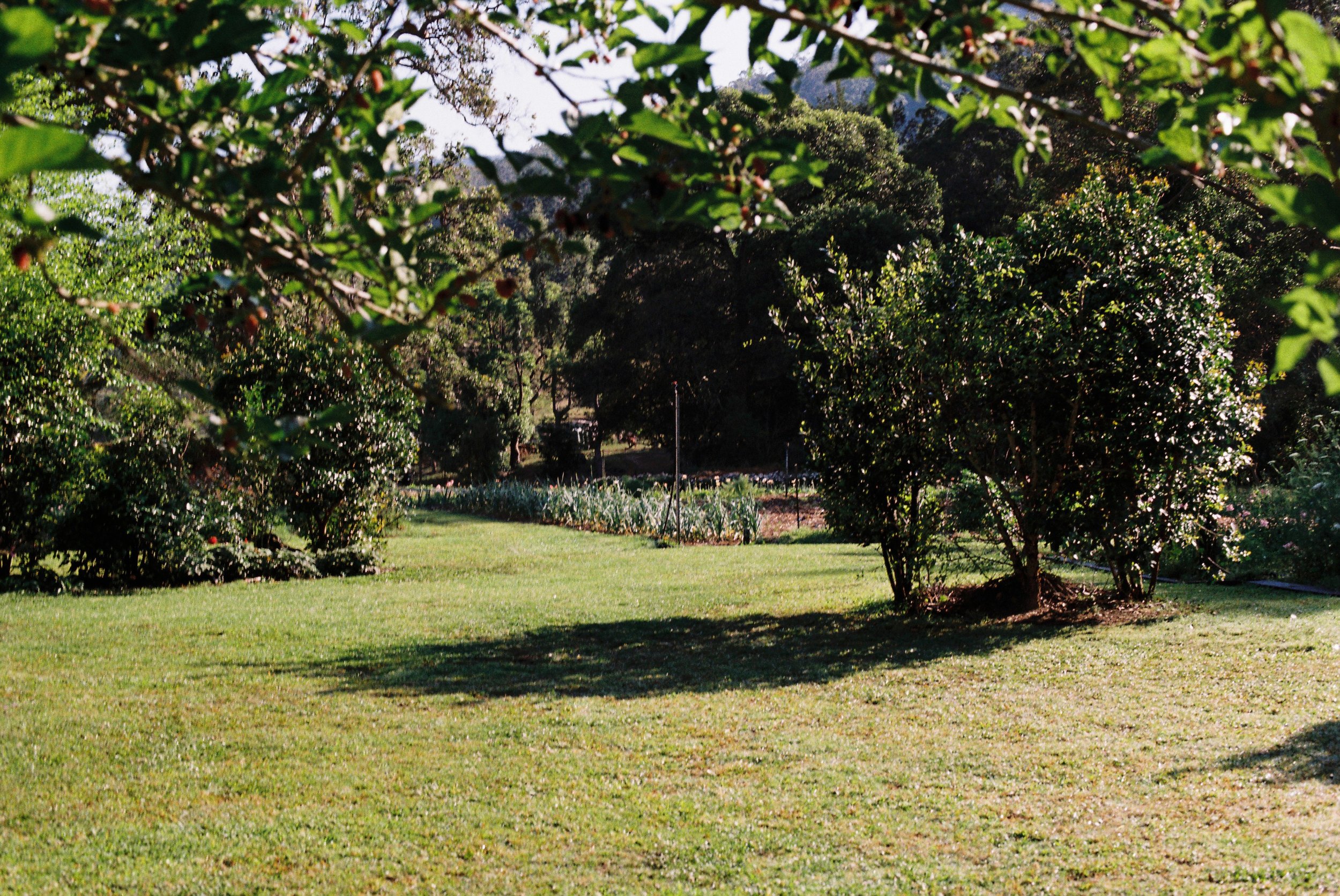 the love garden flower farm