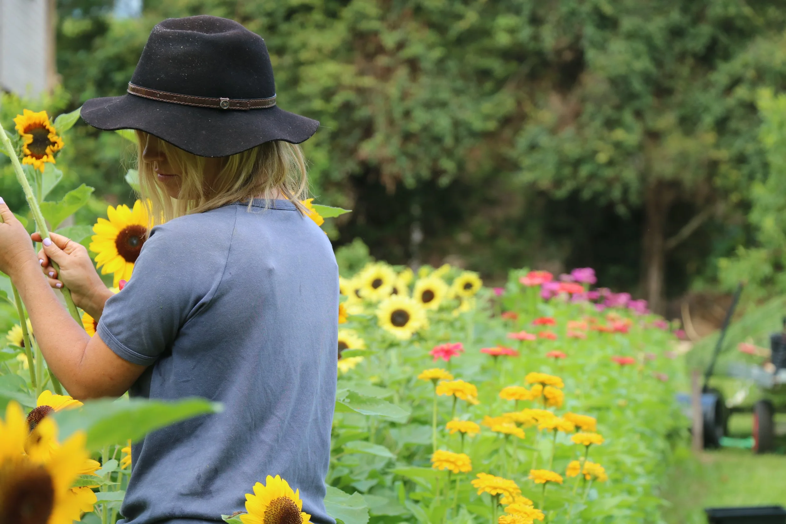 The Love Garden grow Sunflowers and zinnias