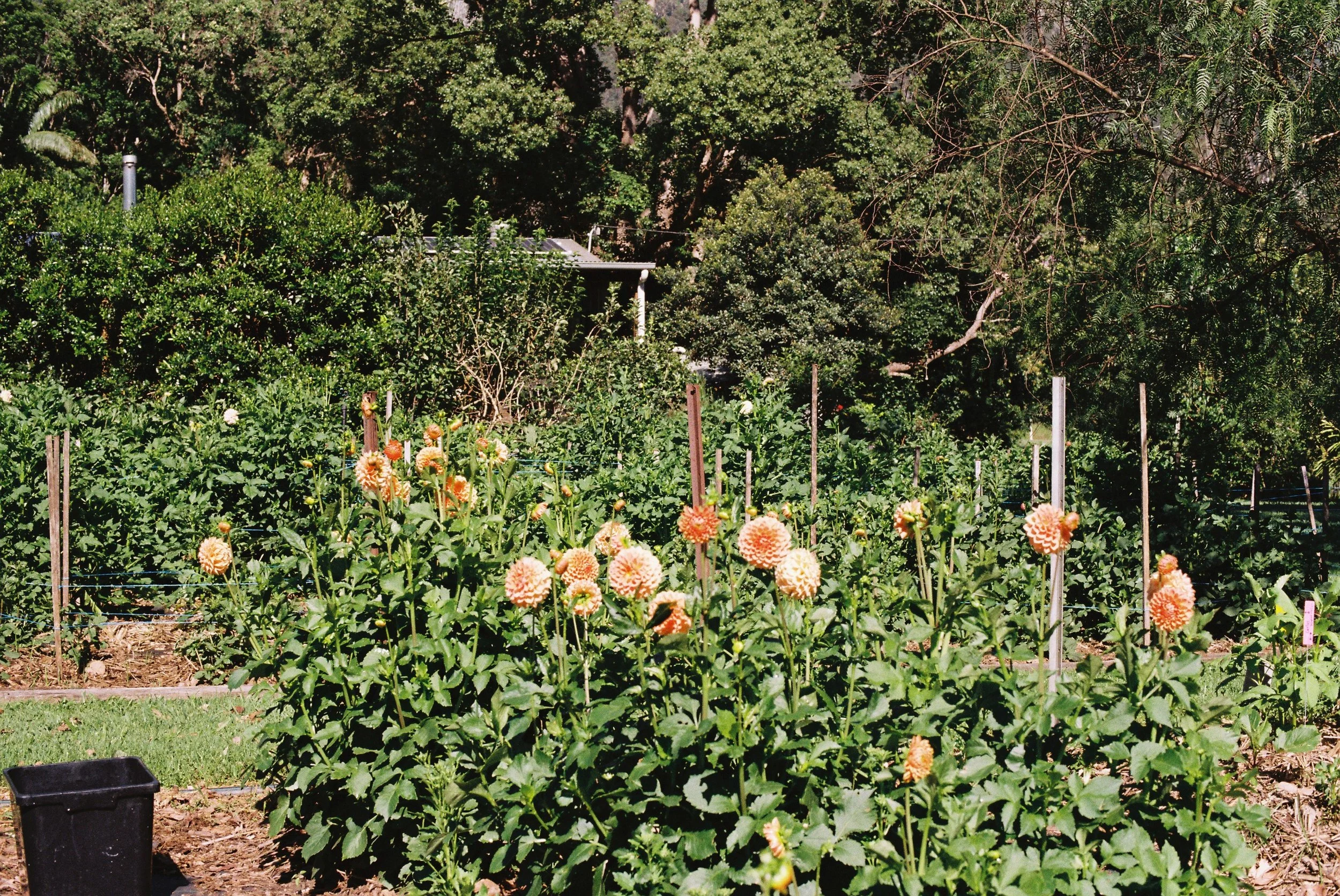 Dahlia Dig and Divide Workshop