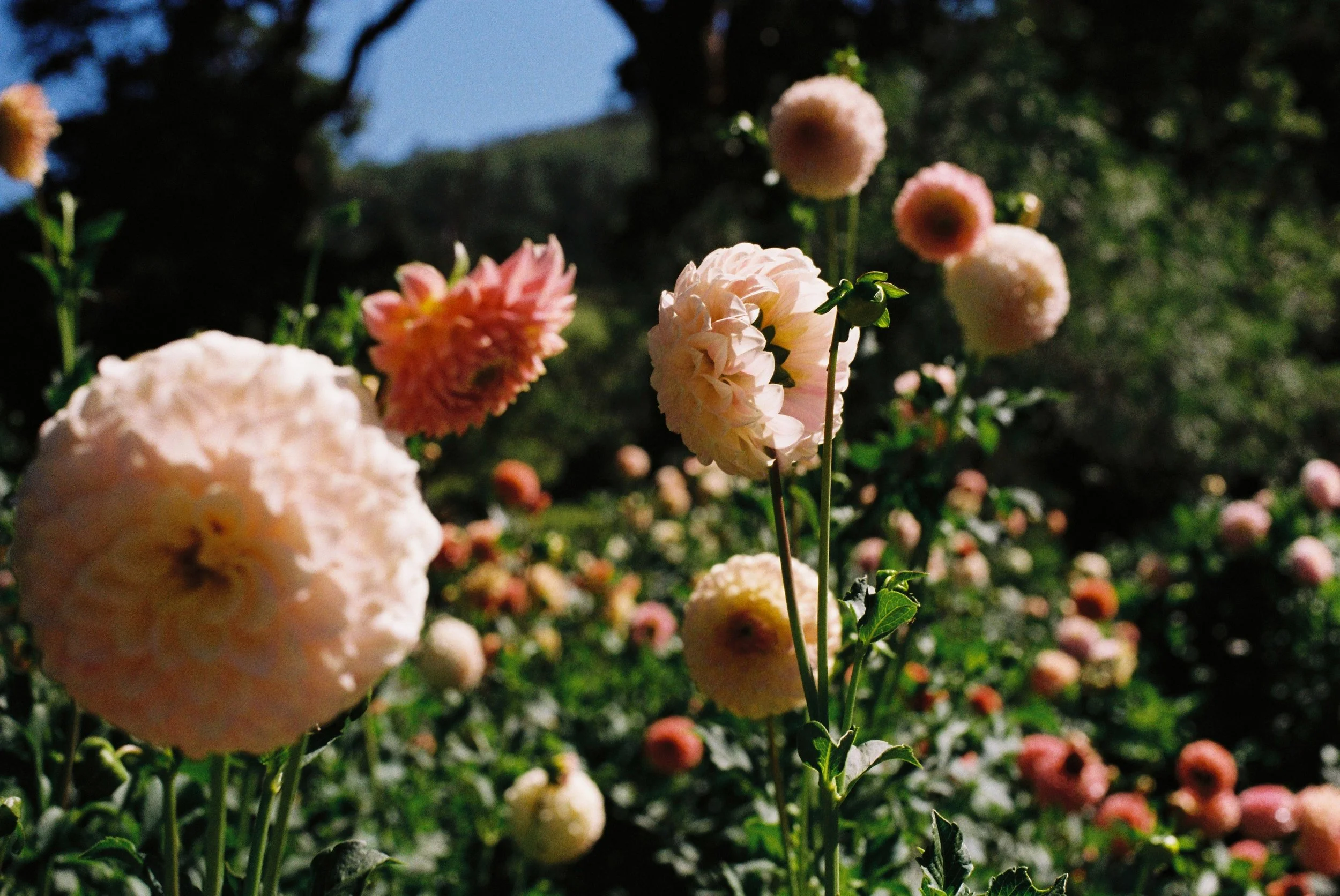The Love Garden Flower Farm Dahlias