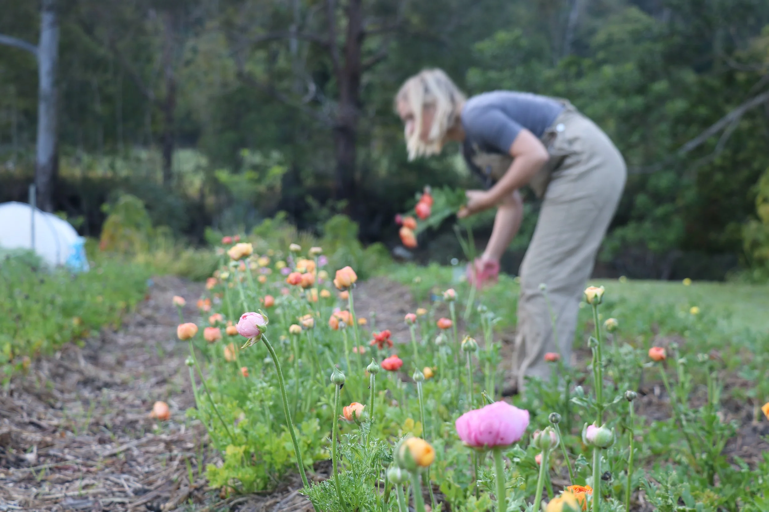 Grow cottage flowers in the subtropics