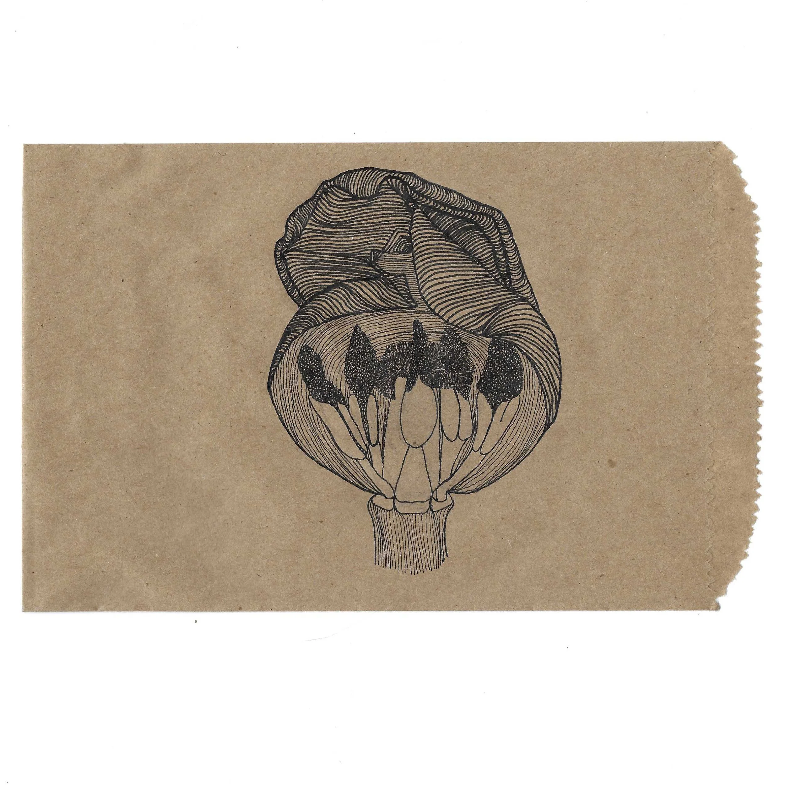 Tulipa Genus Liliacae Family, ink on recycled paper bag, 6" x 8"