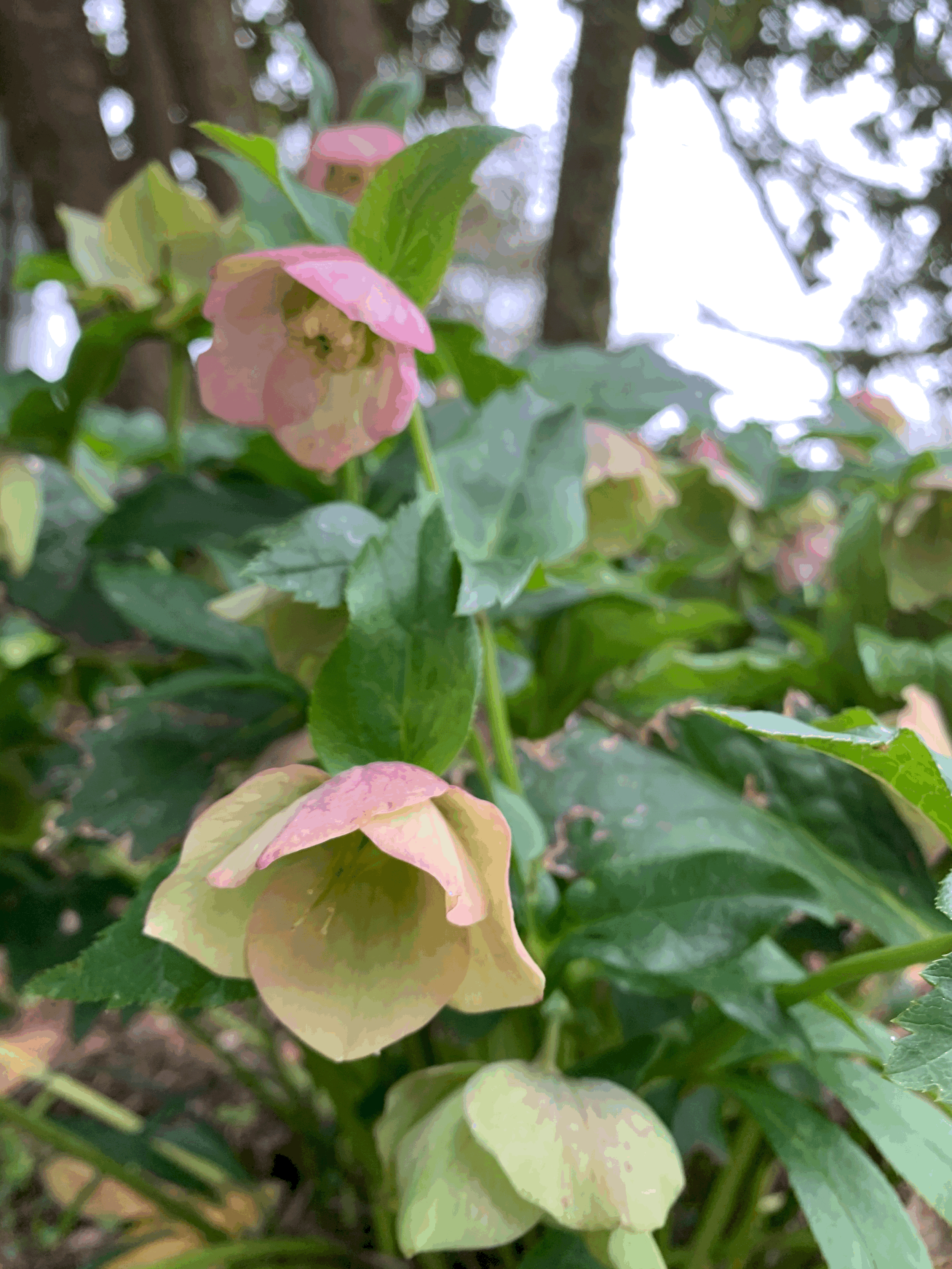 Close-up of pink and cream hellebore flowers with green leaves in a garden setting.