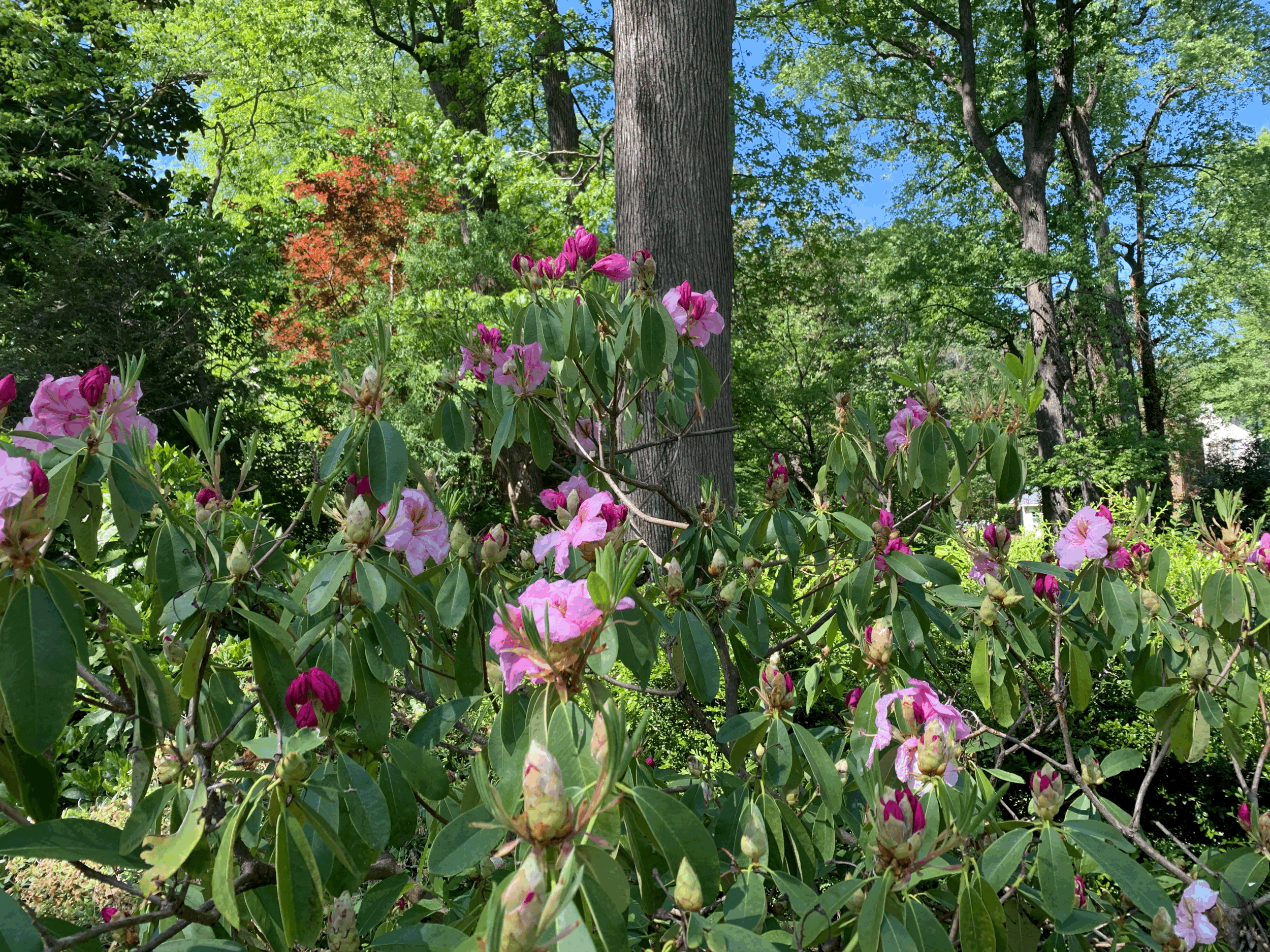 Pink rhododendron flowers and green leaves in a garden with large trees in the background under a blue sky.
