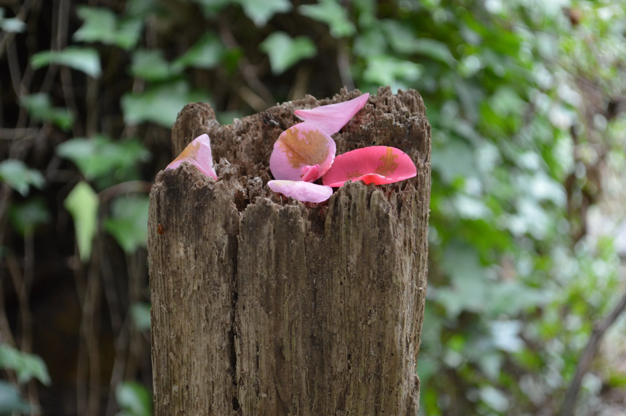 Pink and light purple flower petals on top of a weathered wooden post outdoors with green foliage in the background.