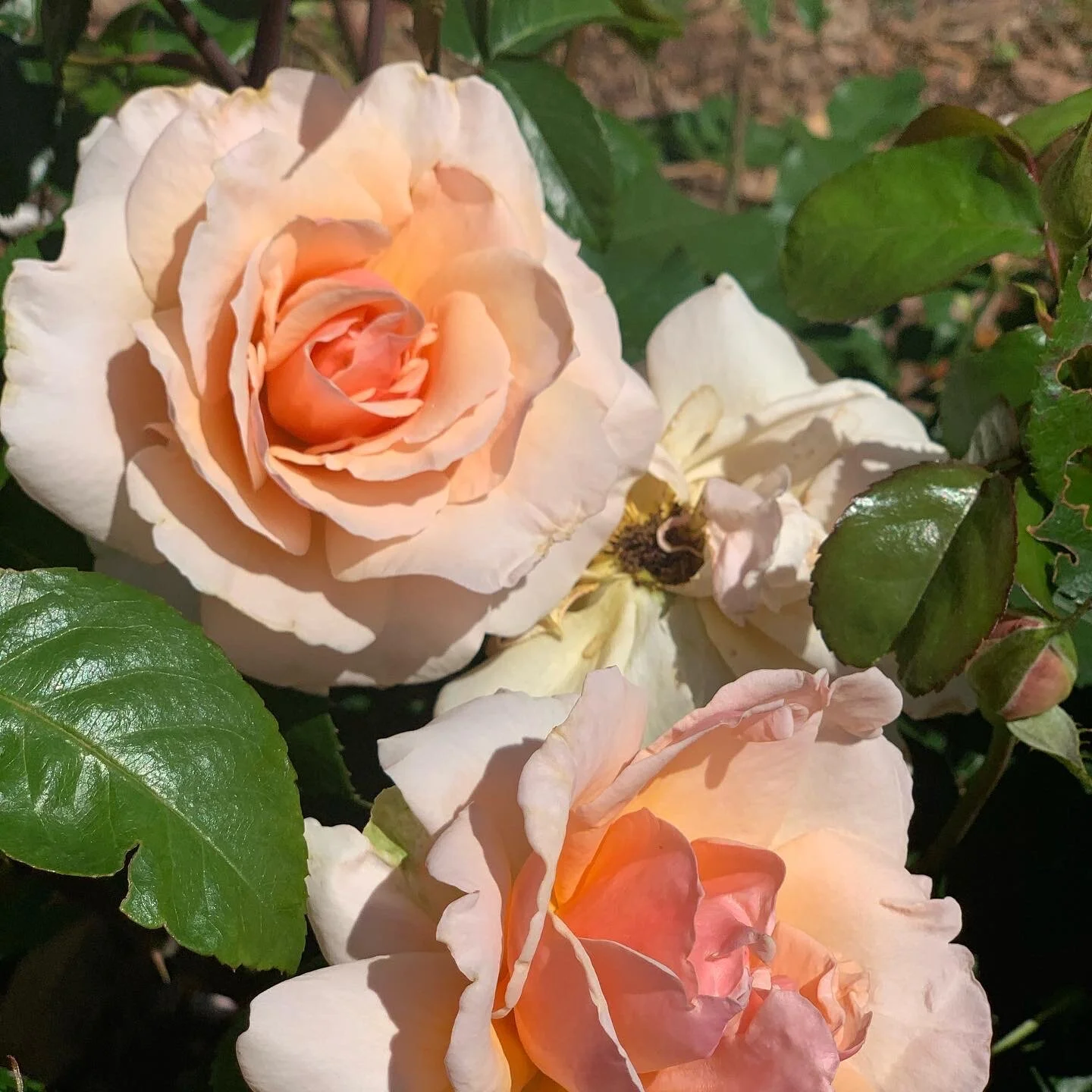 Close-up of blooming peach-colored roses with green leaves.