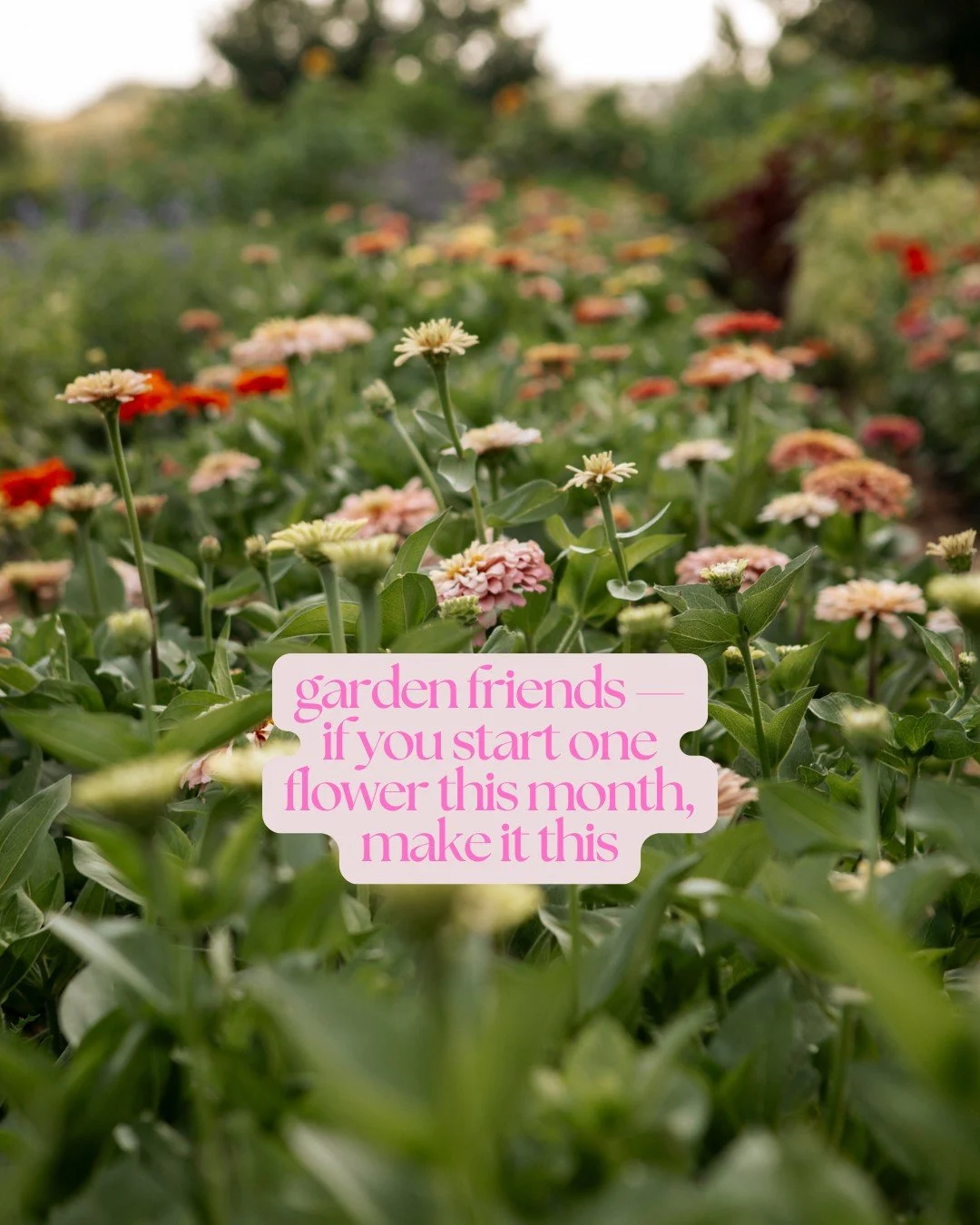 "If you&rsquo;re not sure what to grow&hellip; start here 🌸

Each month, I&rsquo;ll share one flower that&rsquo;s worth growing 
not just because it&rsquo;s beautiful&hellip;

But because it&rsquo;s easy, abundant, and made to be enjoyed. And i