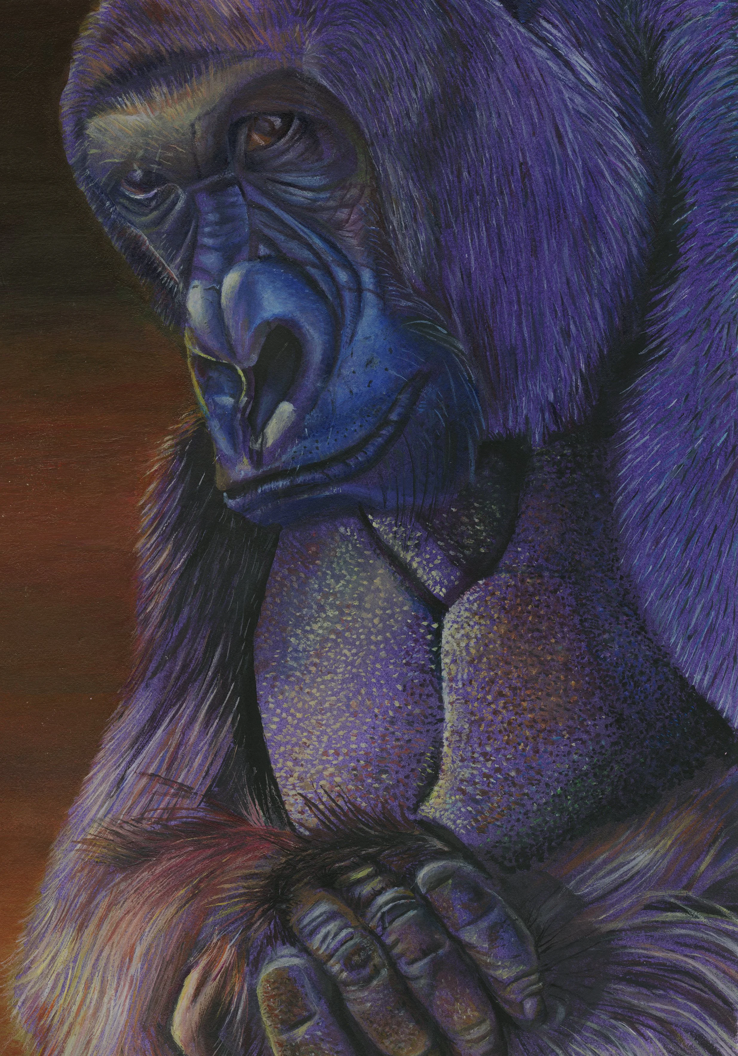 Gorilla
