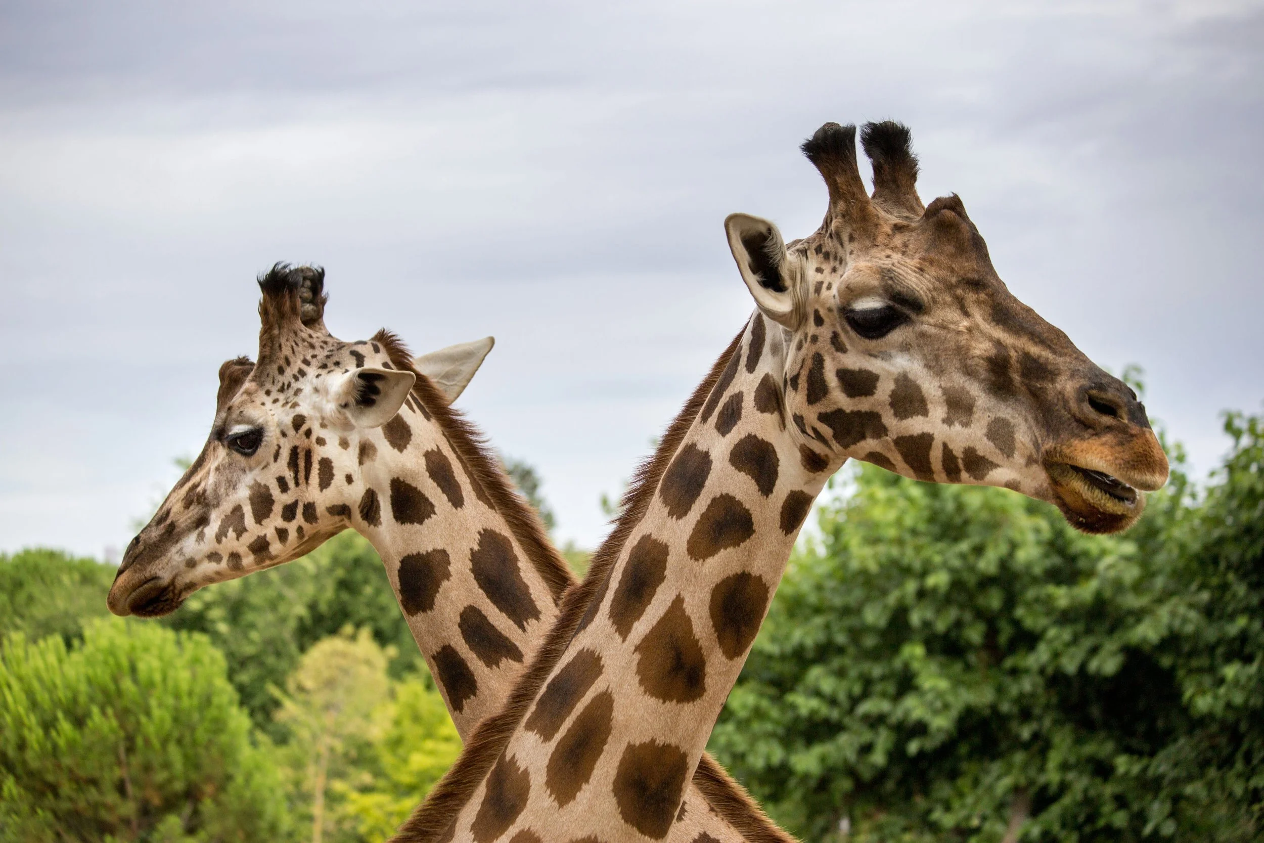 A Day at the Zoo: Using Sensory Awareness and Attention to Ease Anxiety