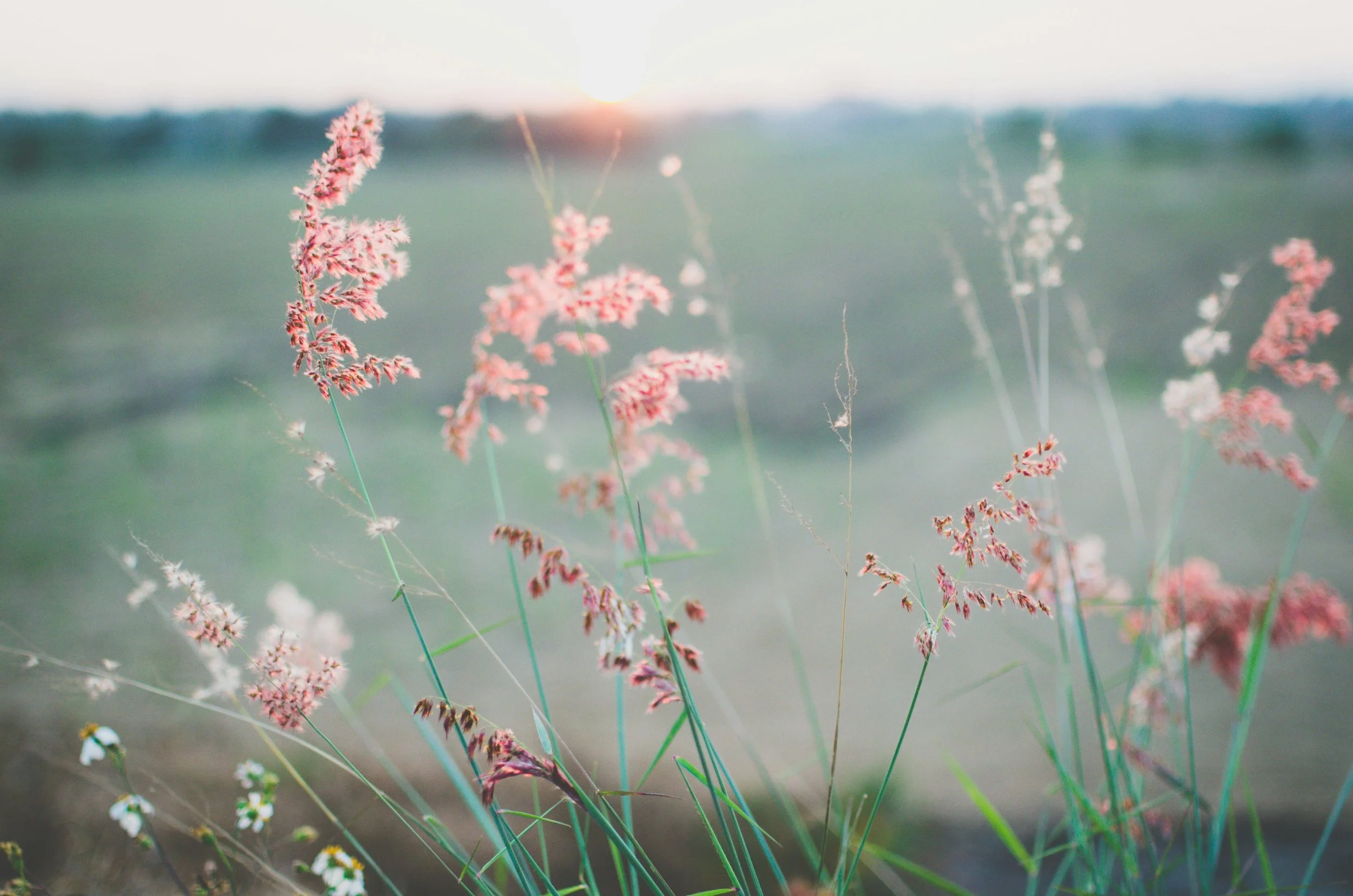 Pink flowers against a green meadow