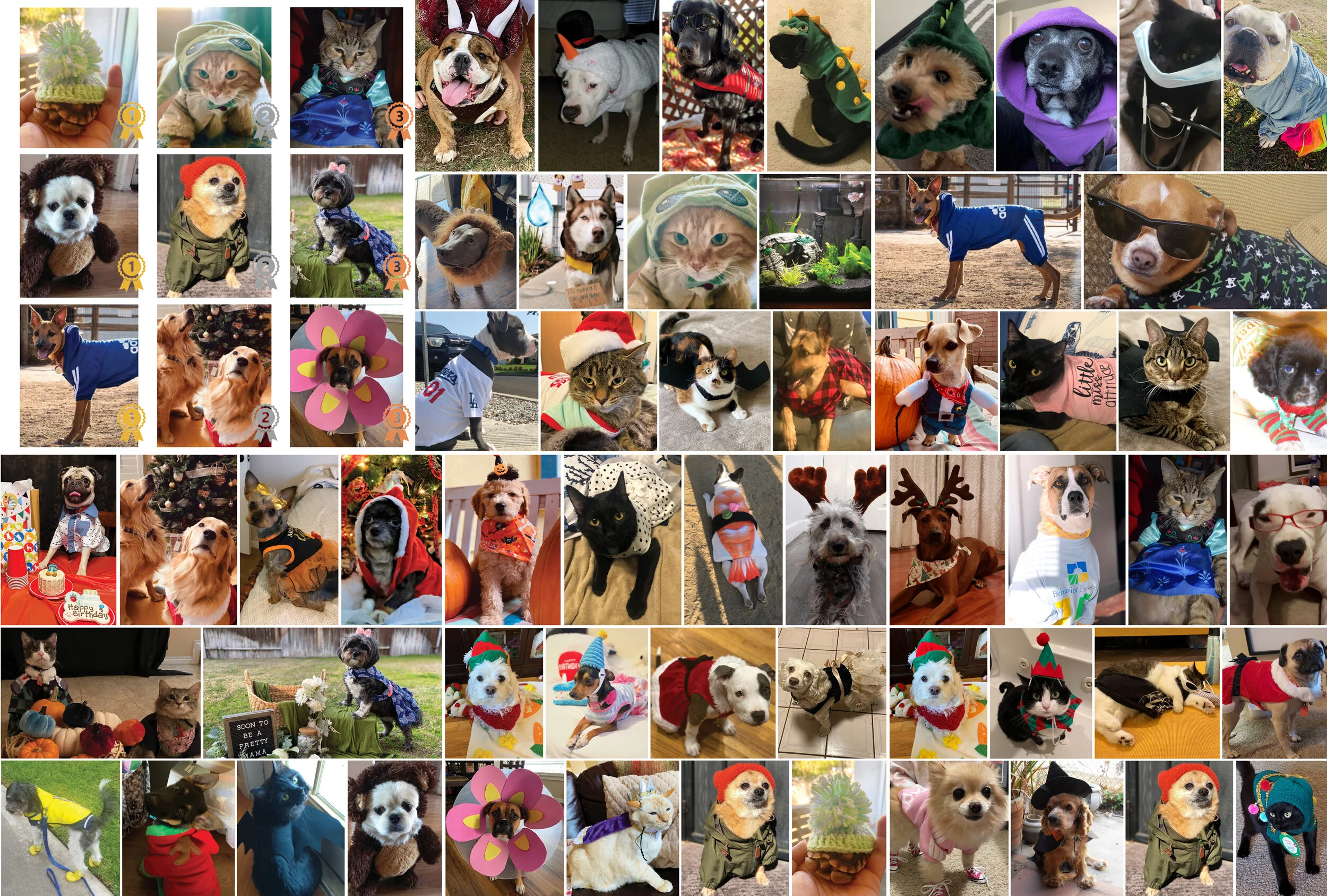 Behavior Frontiers 1st Annual Dress Up Your Pet Contest!