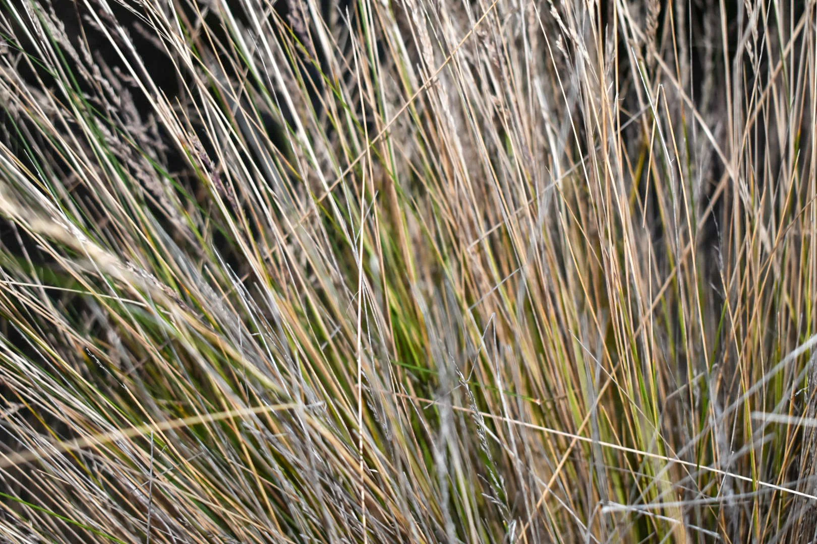 Close-up of green and dry wetland reeds, with overlapping stems and seed heads.