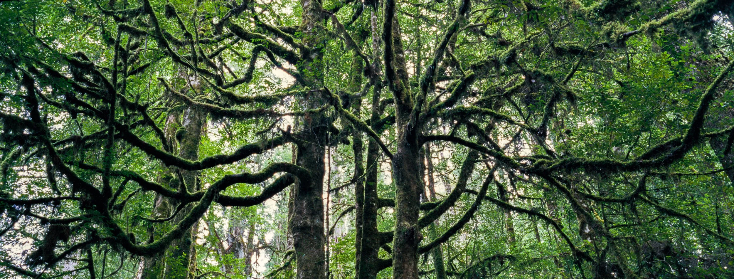 RAINFOREST SPRAWL, MOUNT FIELD NATIONAL PARK, TASMANIA