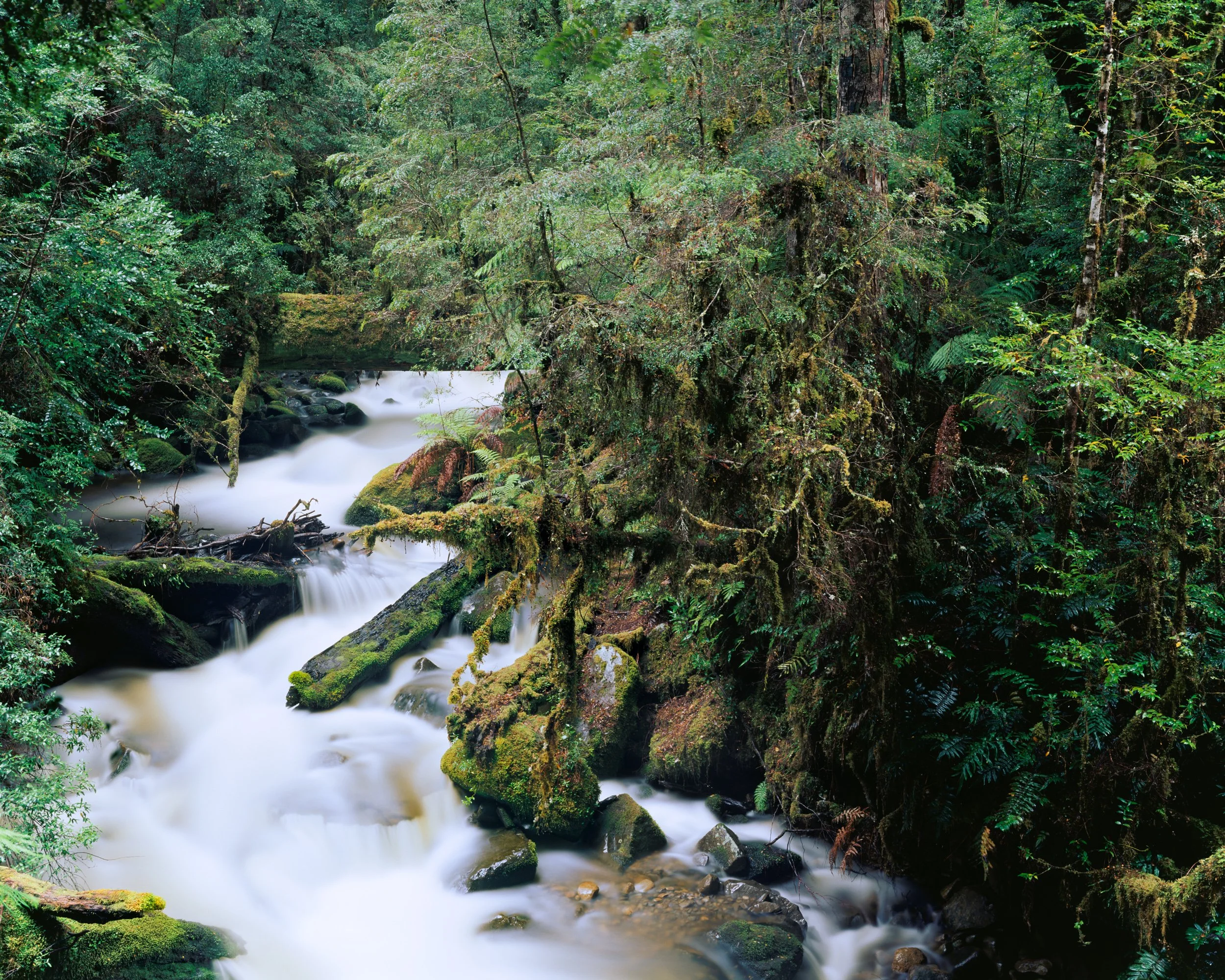 ANCIENT STREAM, MOUNT FIELD NATIONAL PARK, TASMANIA