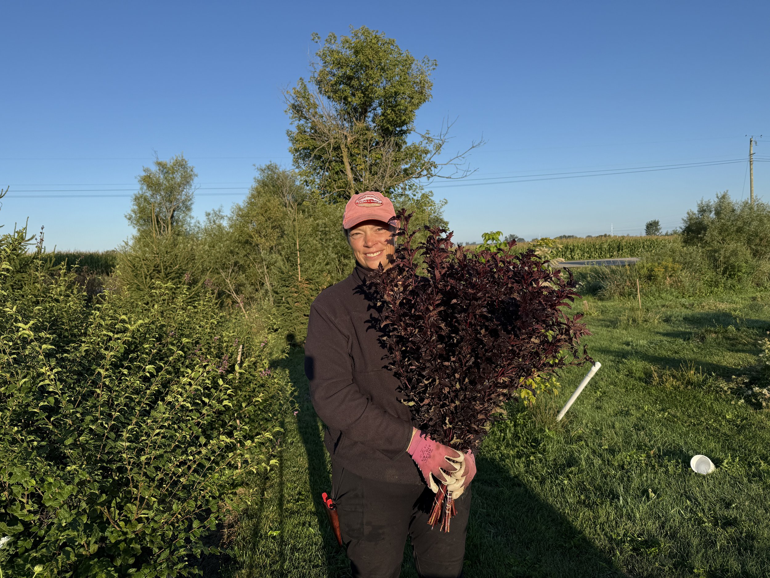 flower-farming-for-profit-farmer holding a bunch of foliage of ninebark