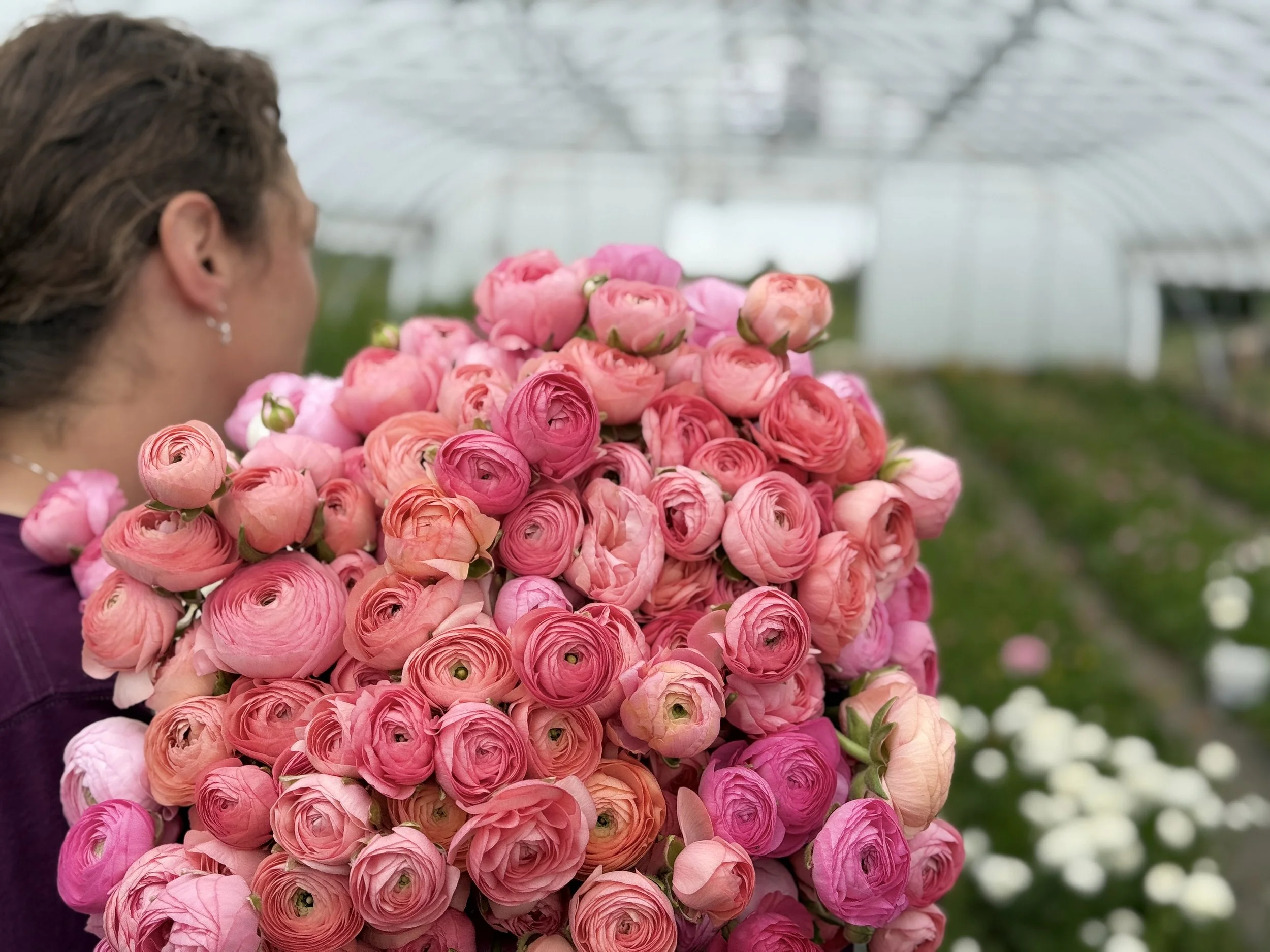 A woman holding a large bouquet of pink and peach ranunculus flowers inside a greenhouse, with a blurred background of greenery and glass roof.