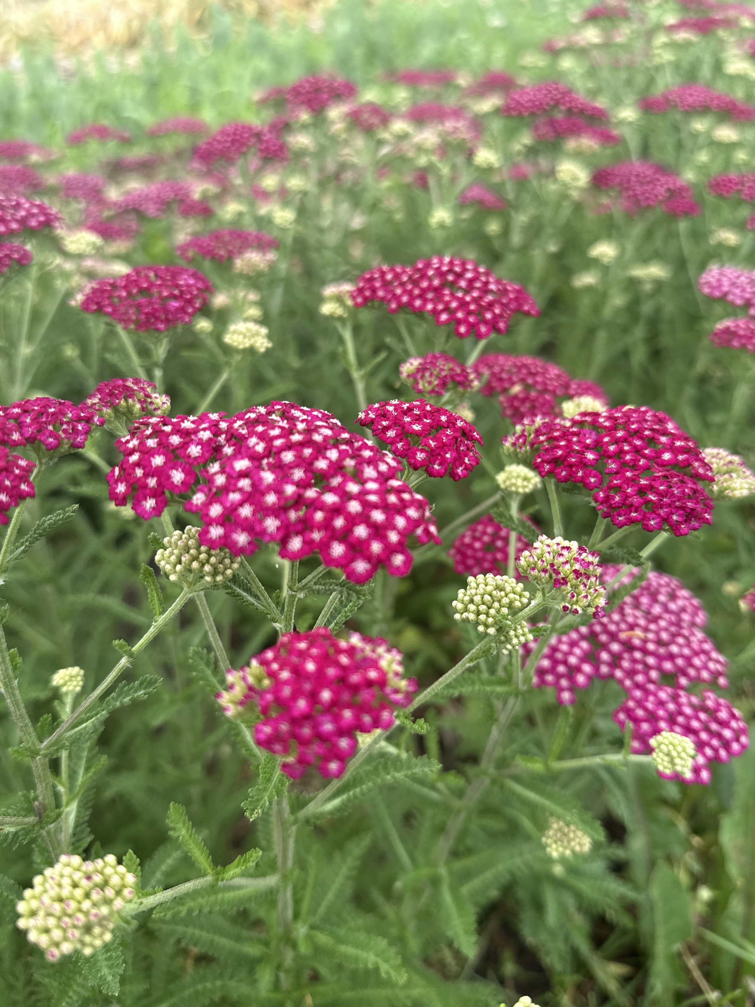 Yarrow