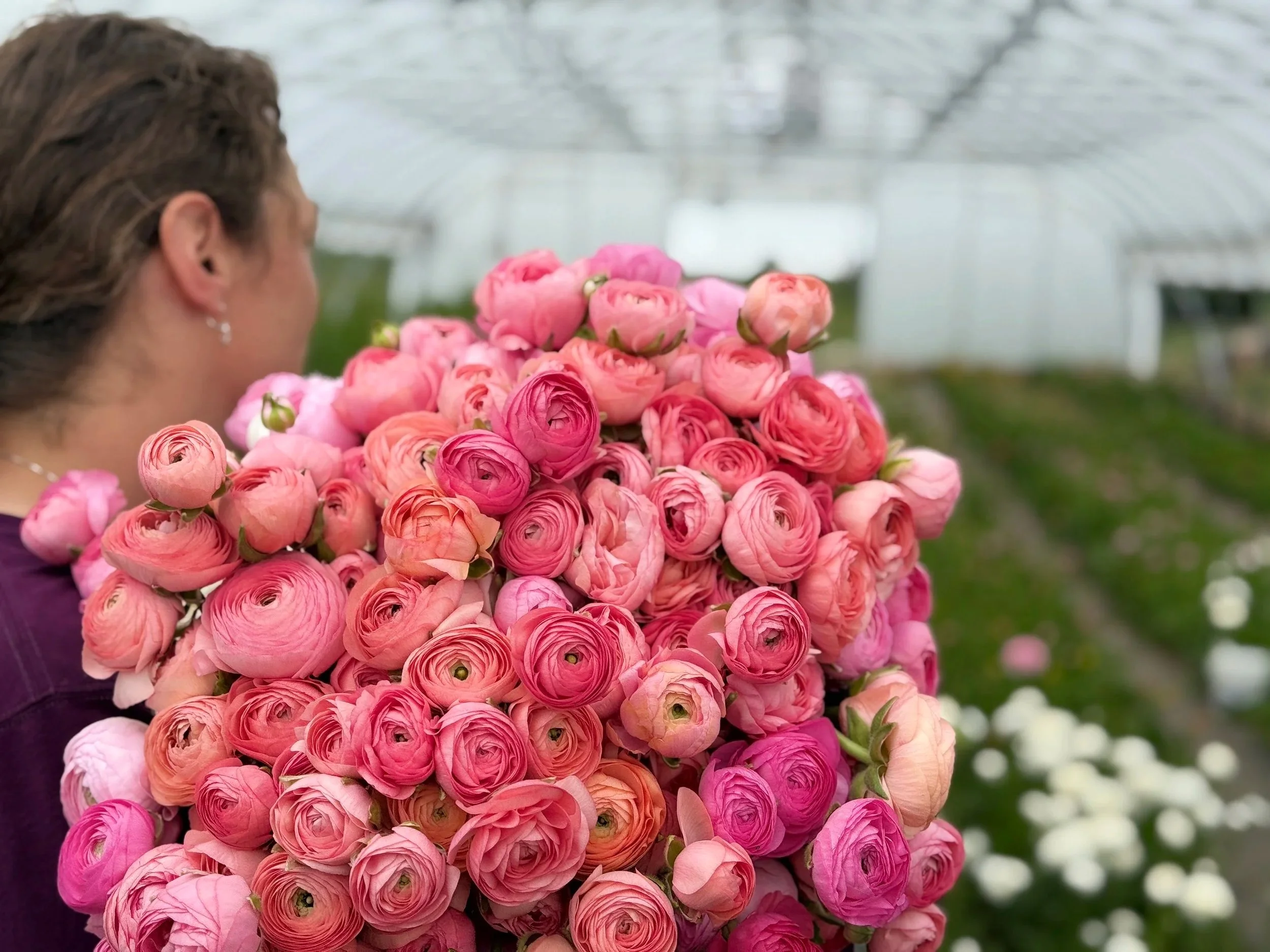 Farmer in a high tunnel with armload of pink and salmon ranunculus blooms
