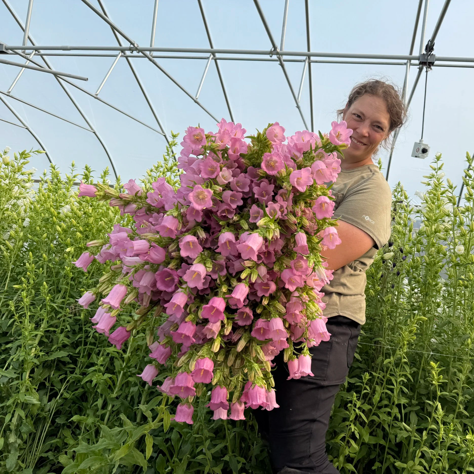 flower farm michigan - woman holding a bunch of pink campanula