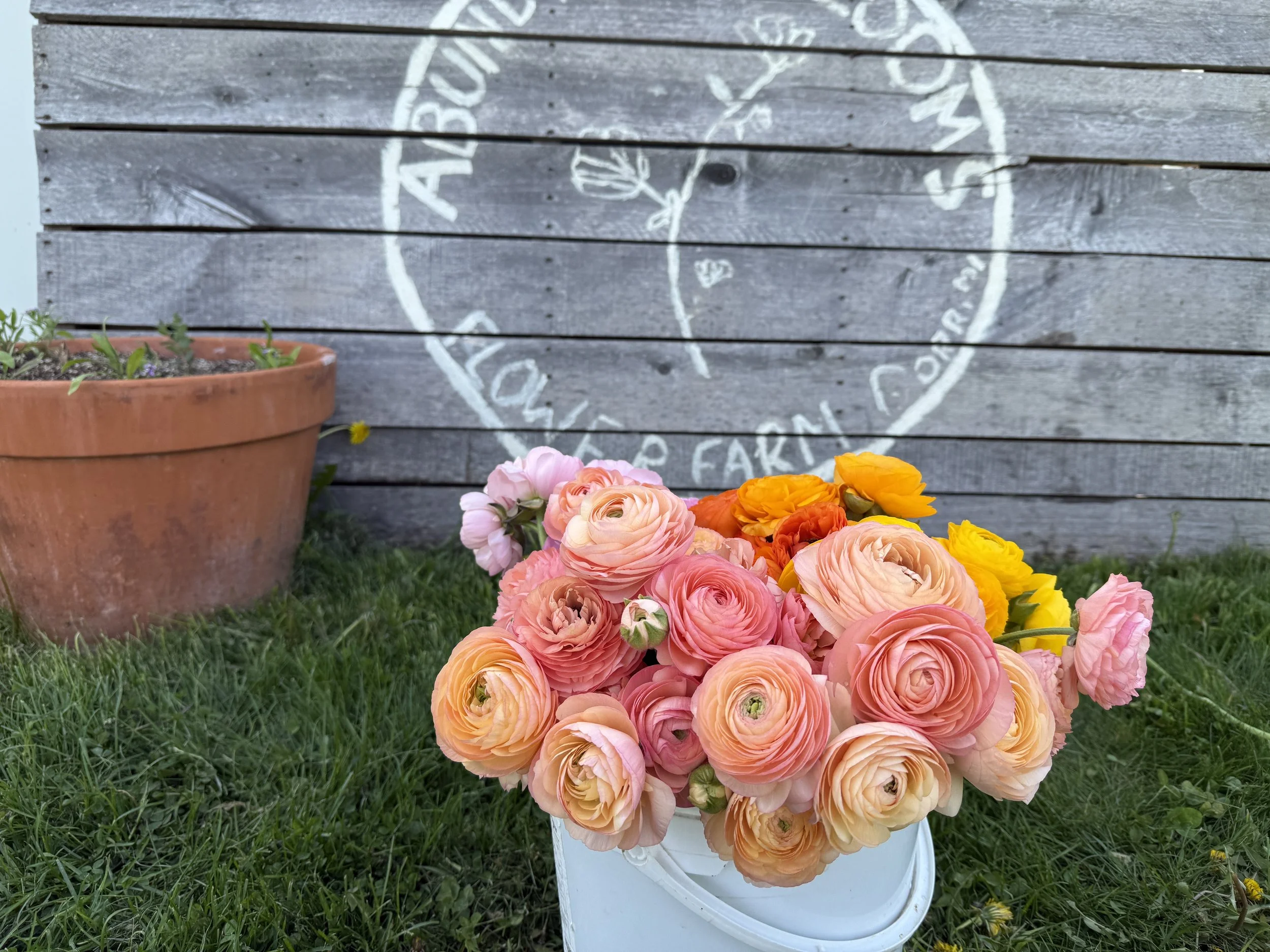 Bucket of salmon, pink, and orange ranunculus in front of a painted sign with the farm name Abundant Blooms Flower Farm, Dorr, Michigan