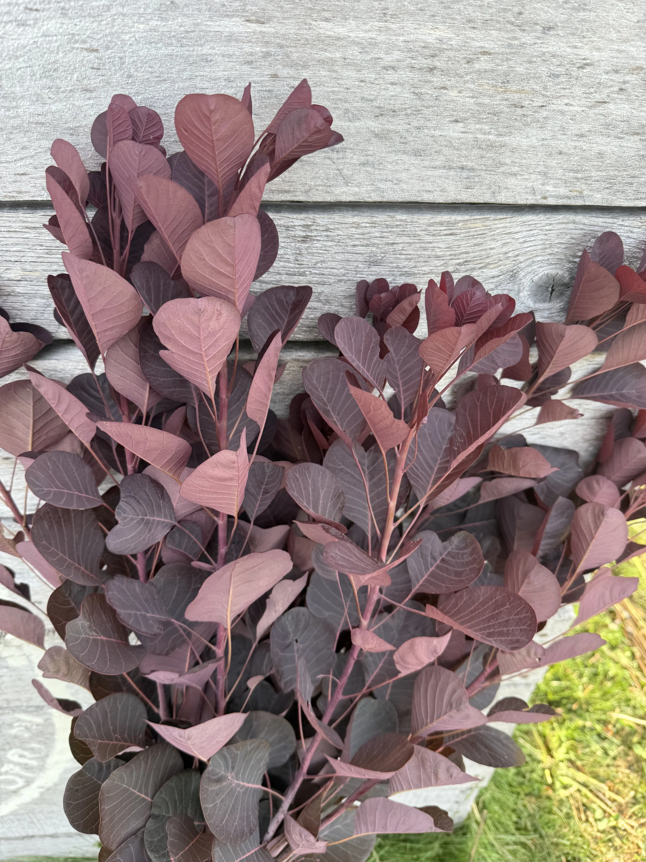 flower-farming-for-profit - branches of summerwine-ninebark