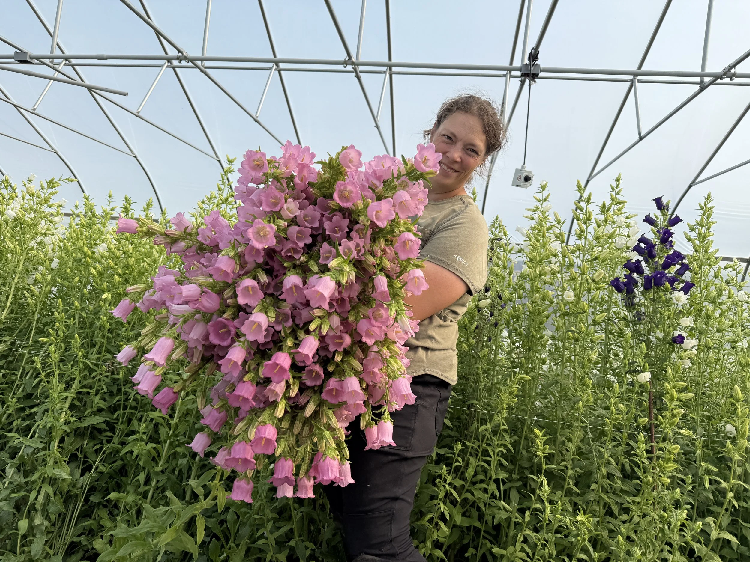 Female farm with armful of pink campanula in a high tunnel.