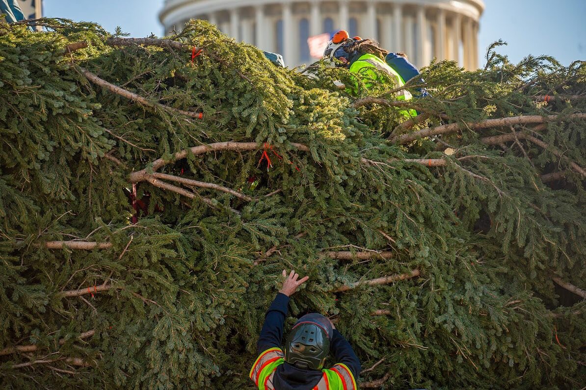 A touch of holiday spirit as the Capitol Christmas Tree and National Thanksgiving Turkeys, Corn and Cob, arrive in Washington D.C.