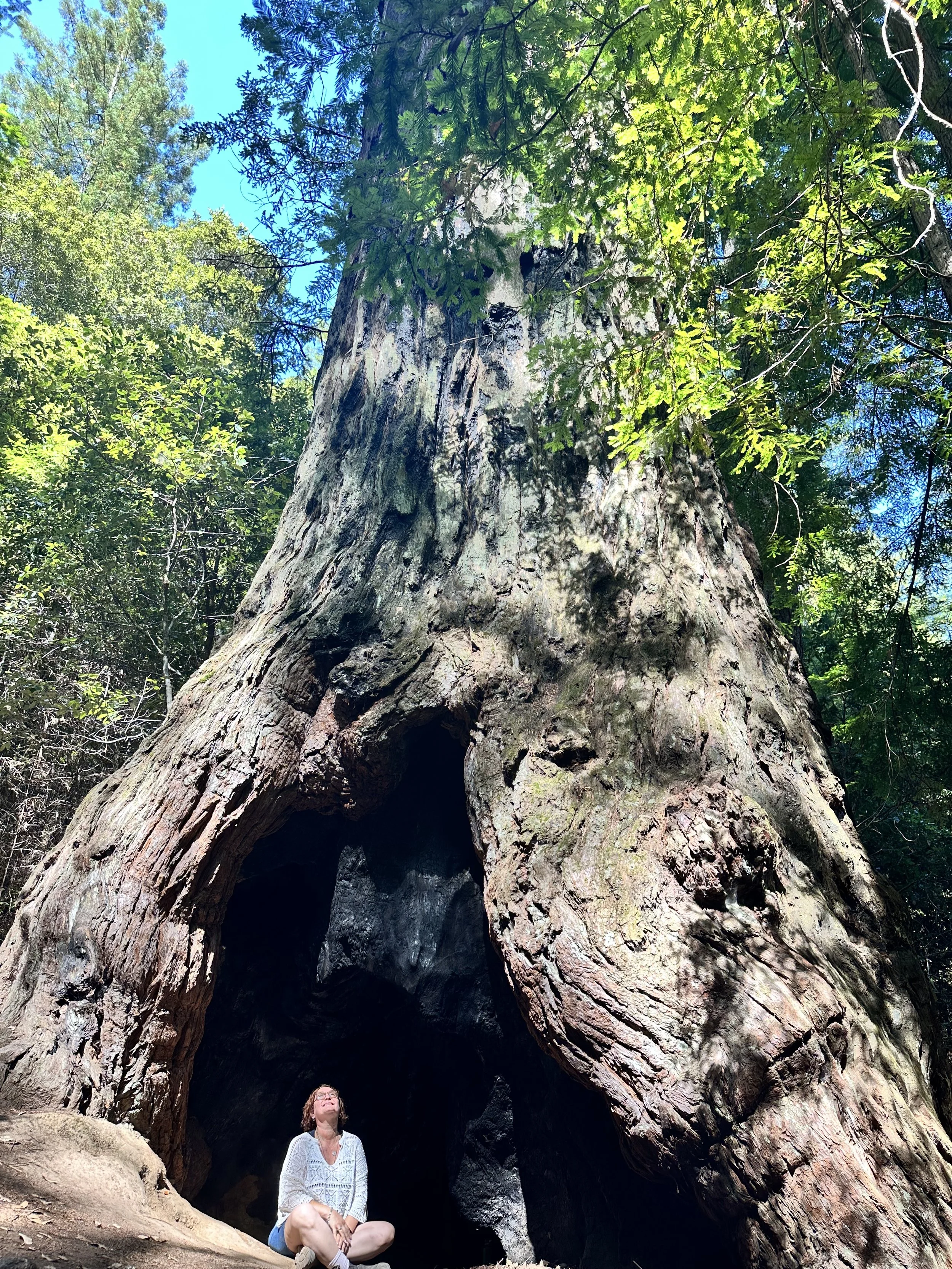 What the Mother Tree Knows
