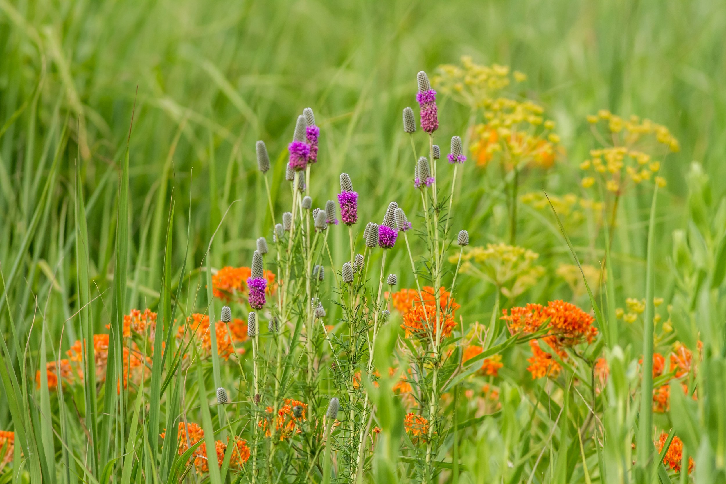 Recess: Prairie Bouquet Making