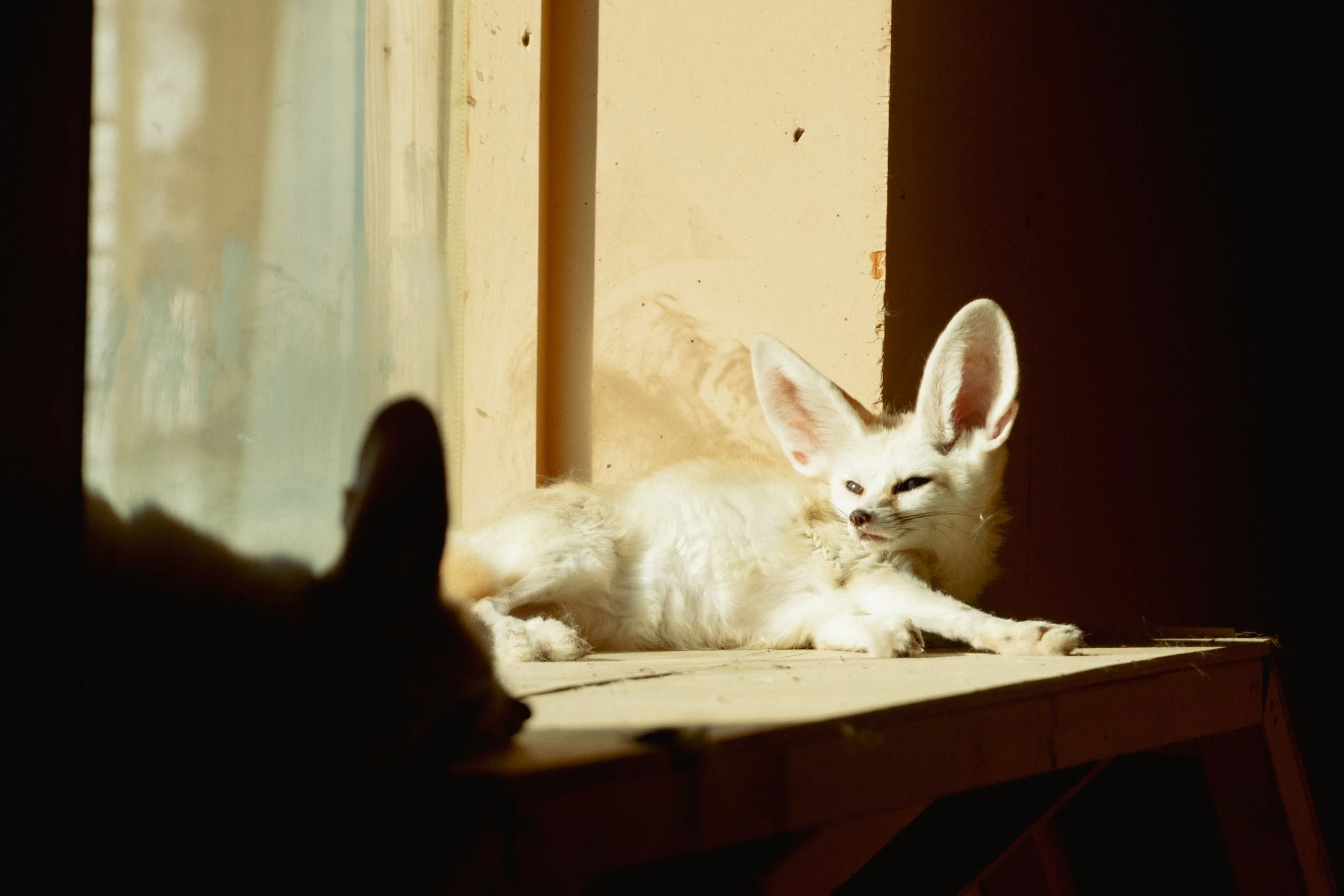 Fennec Foxes-1.jpg